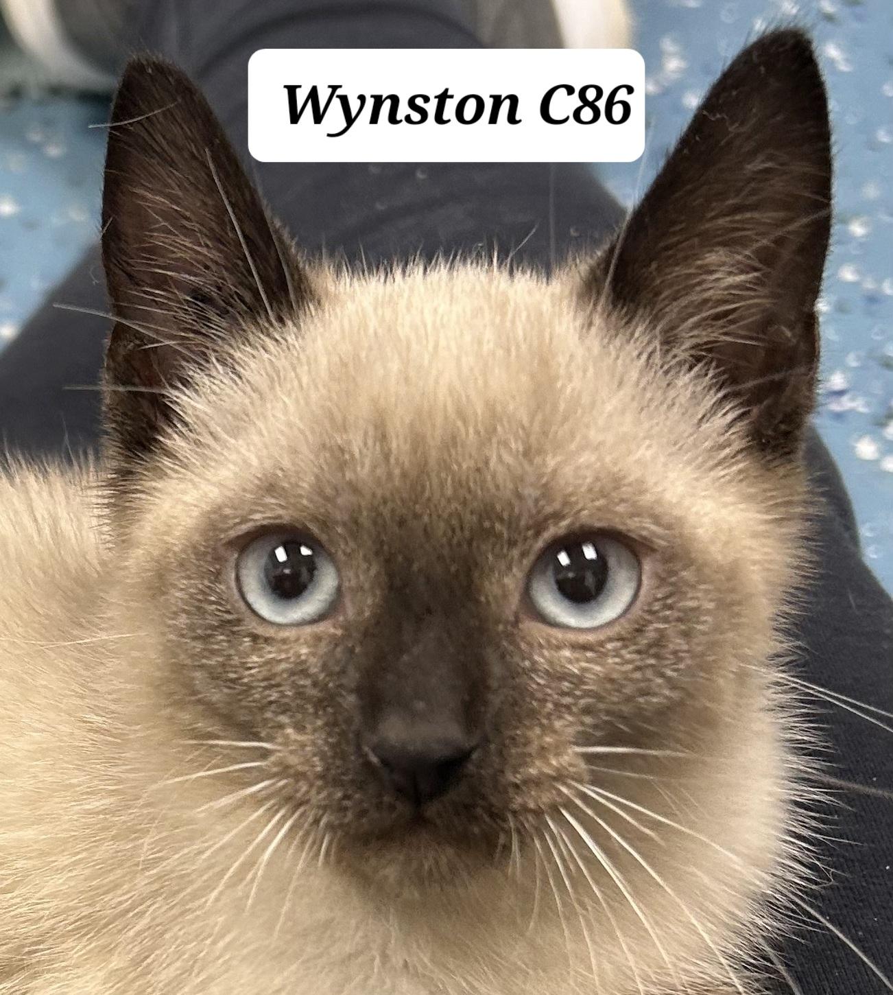 Wynston, Adopted, Kitten Male Siamese.