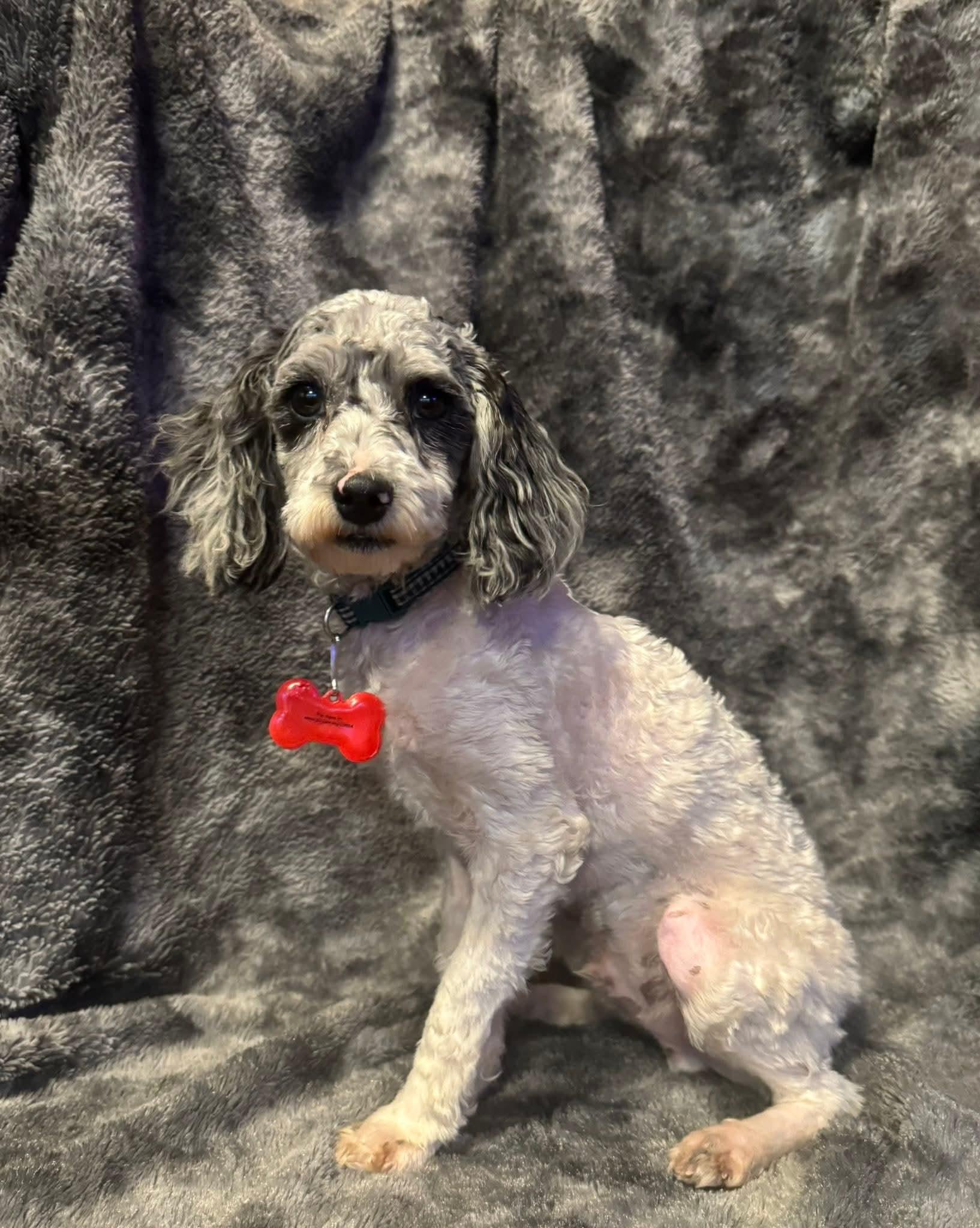 Enlarge Ernest T, an adopted Poodle in Decorah, IA image 2/6