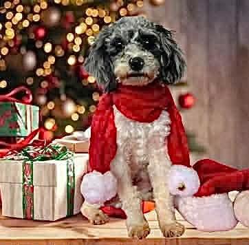 Enlarge Ernest T, an adopted Poodle in Decorah, IA image 3/6