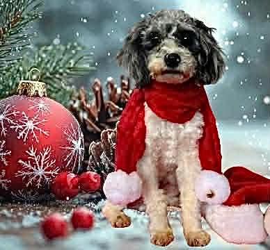 Enlarge Ernest T, an adopted Poodle in Decorah, IA image 4/6