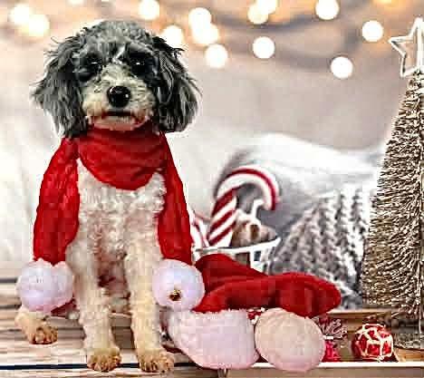 Enlarge Ernest T, an adopted Poodle in Decorah, IA image 5/6