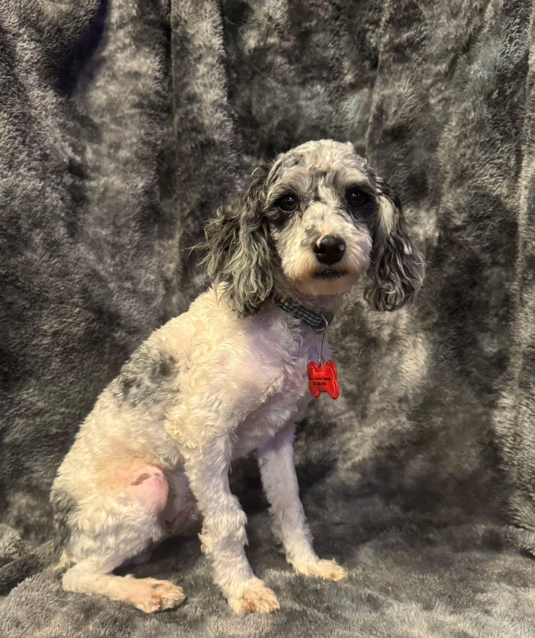 Enlarge Ernest T, an adopted Poodle in Decorah, IA image 6/6