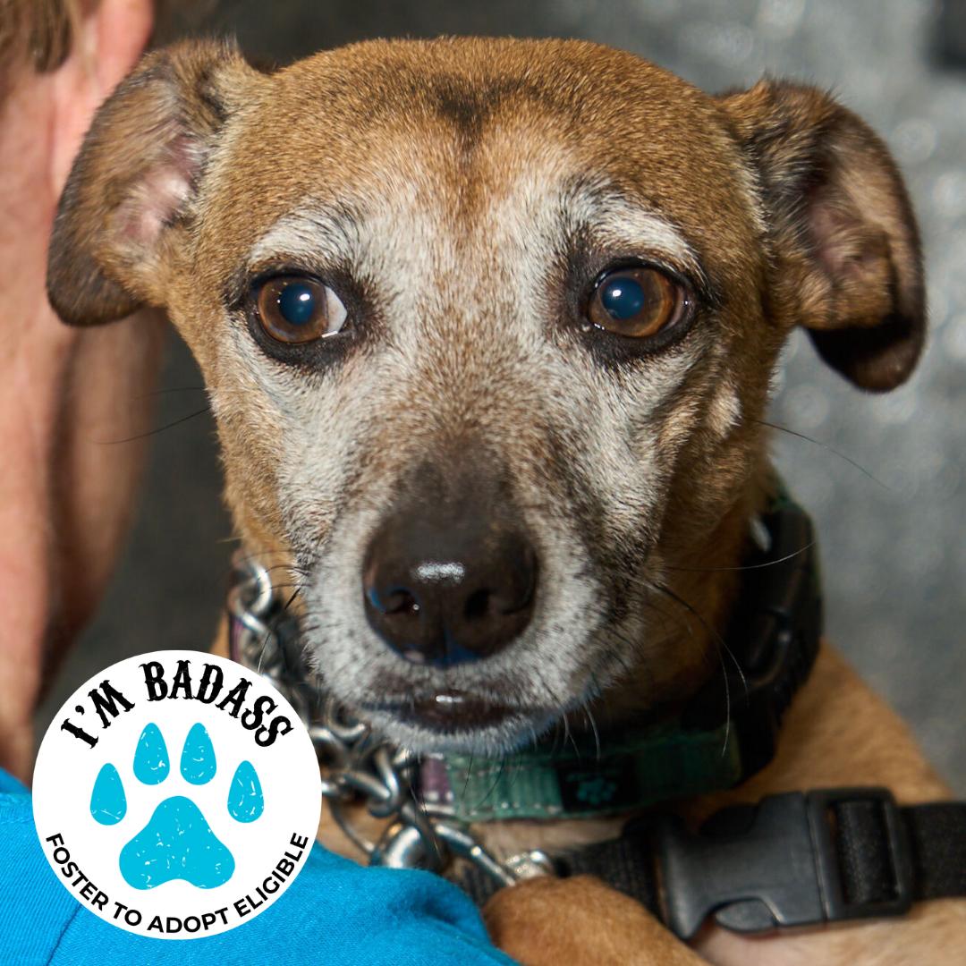 Eddie Kendricks, ADOPTABLE, Adult Male Hound.