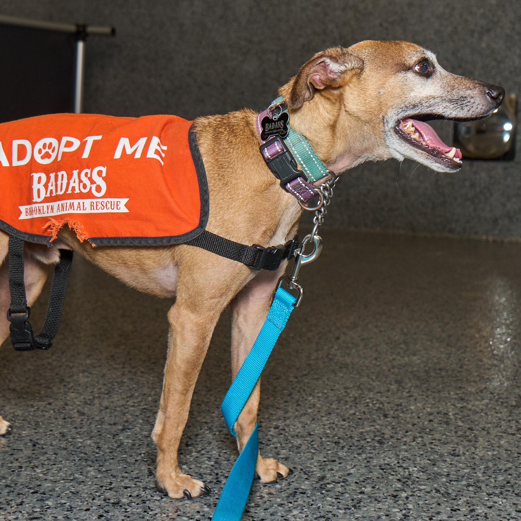 Eddie Kendricks, a ADOPTABLE mixed breed in Brooklyn, NY image 5/5