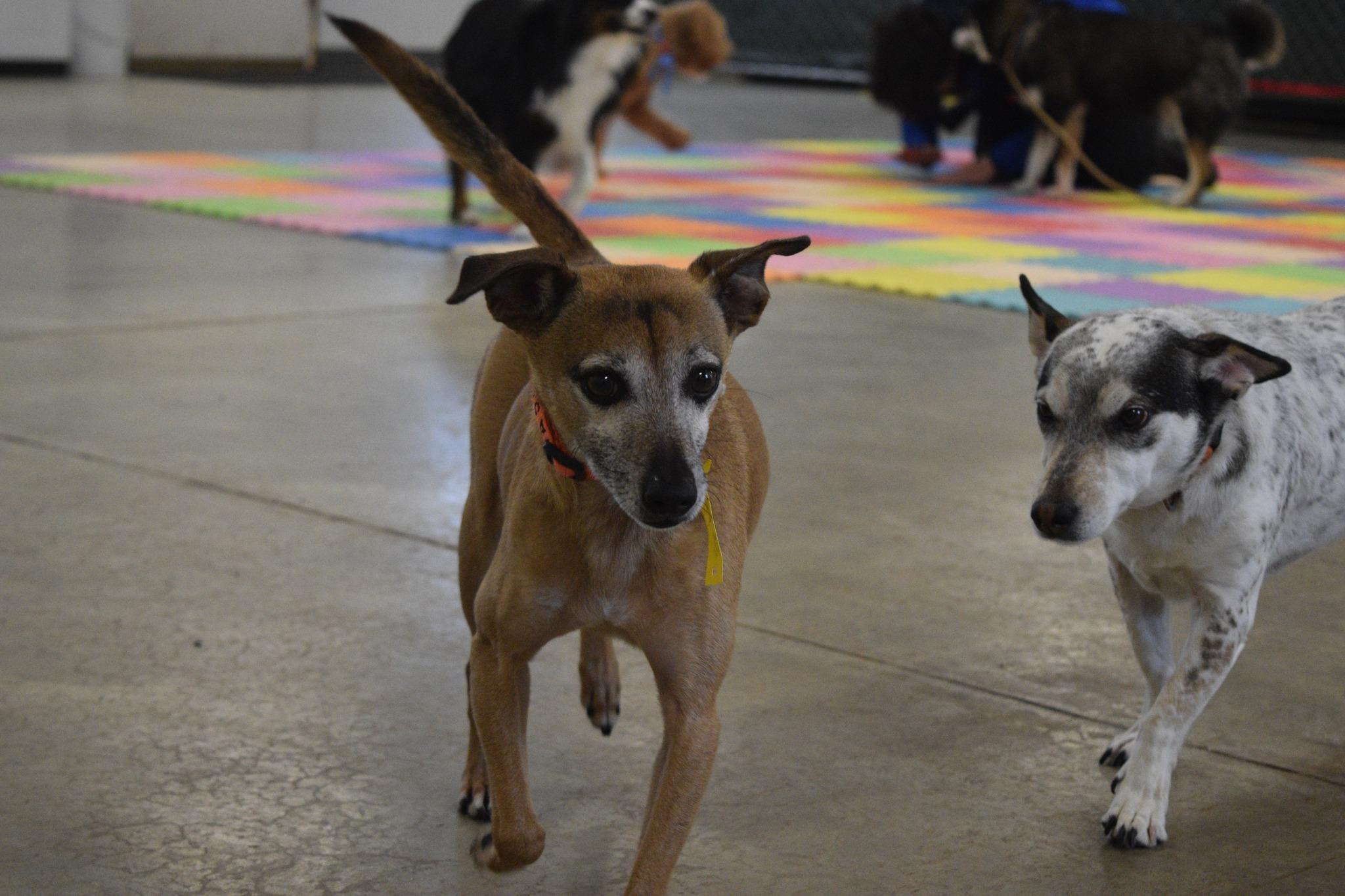 Eddie Kendricks, a ADOPTABLE mixed breed in Brooklyn, NY image 3/5