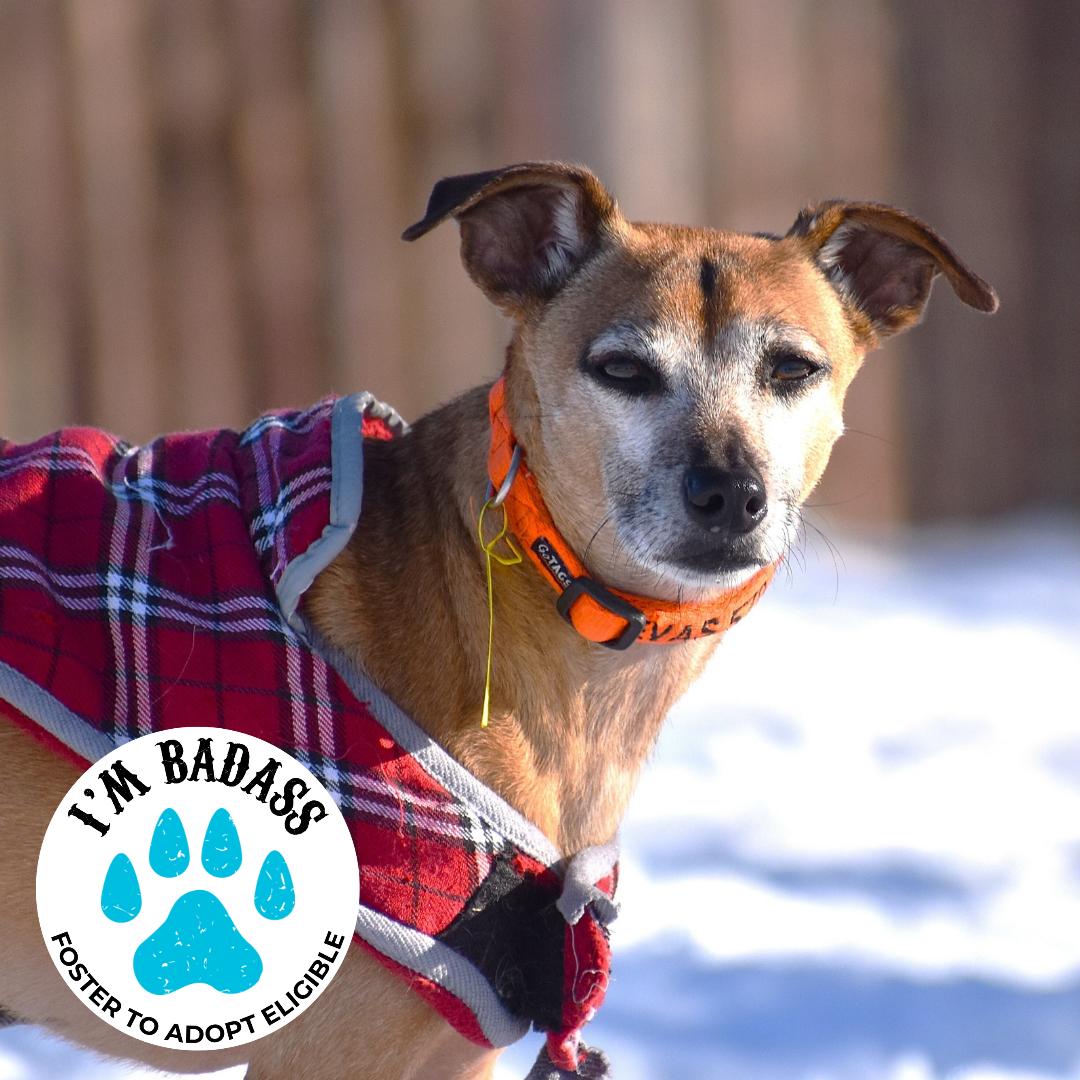 Eddie Kendricks, a ADOPTABLE mixed breed in Brooklyn, NY image 1/5