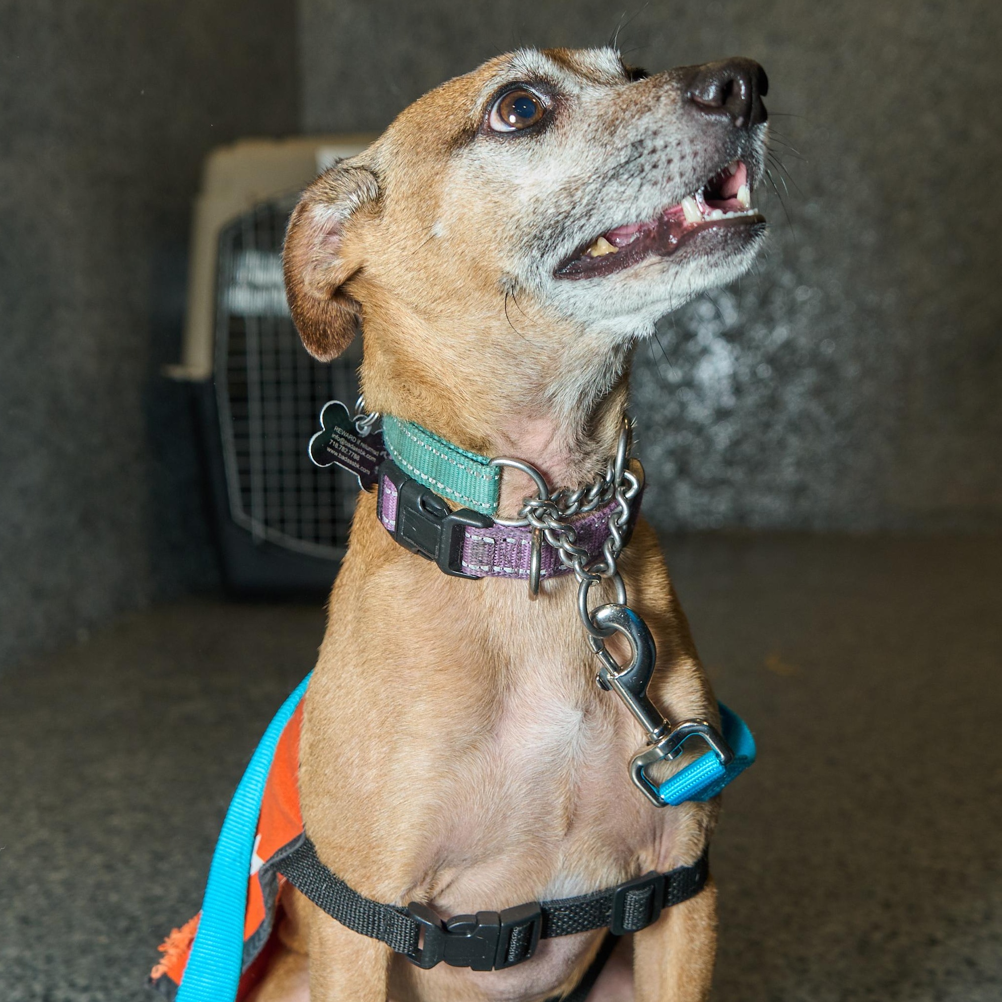 Eddie Kendricks, a ADOPTABLE mixed breed in Brooklyn, NY image 4/5