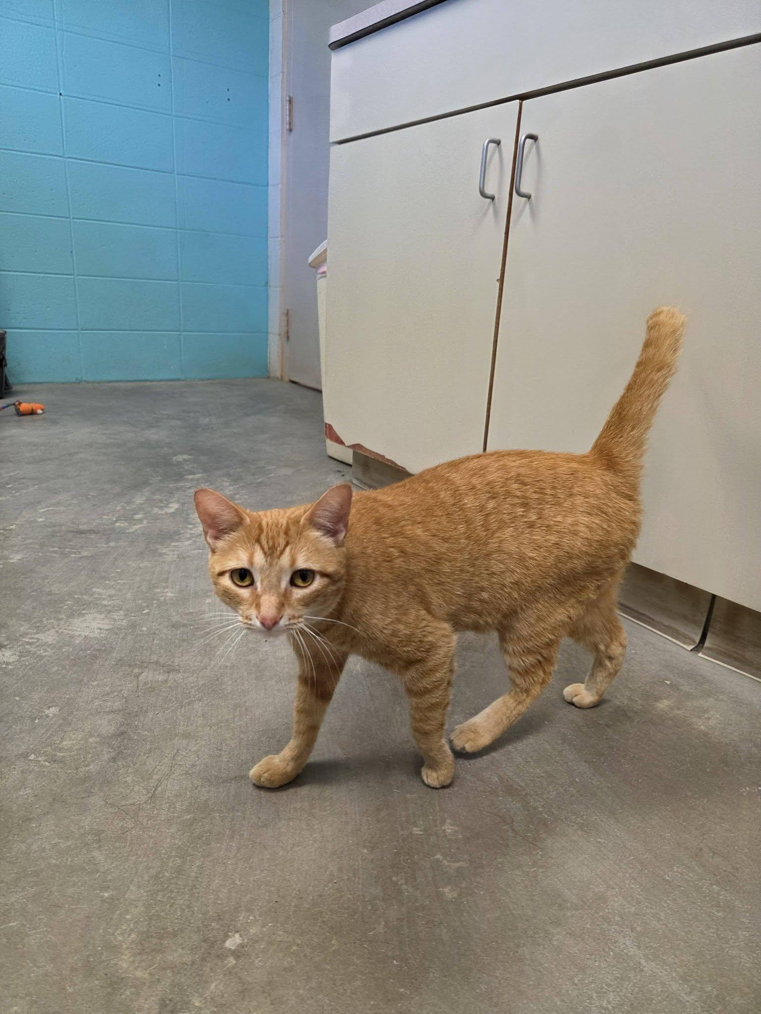 Nahla, an adopted Domestic Short Hair in Chilton, WI image 5/6