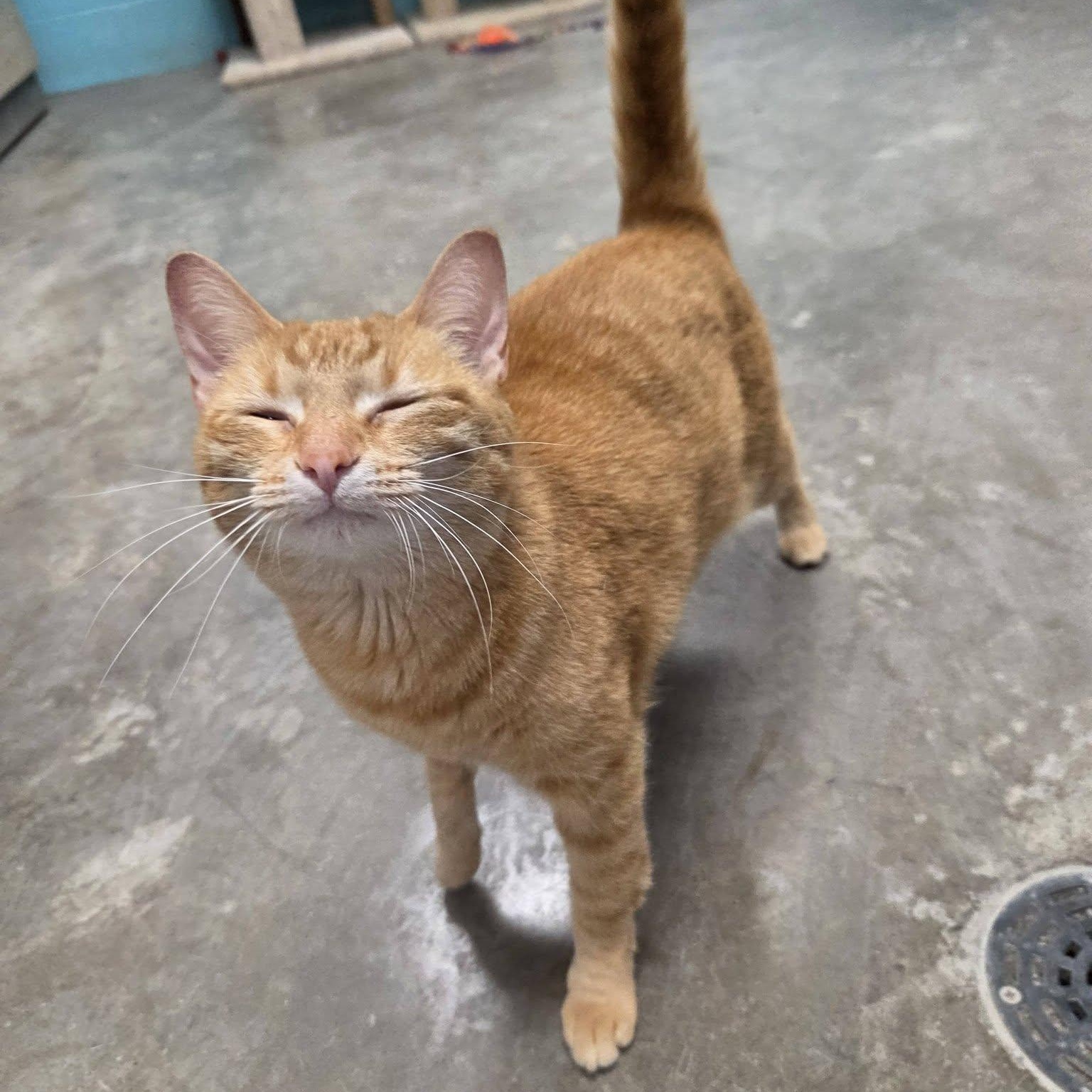 Nahla, adopted, Adult Female Domestic Short Hair.