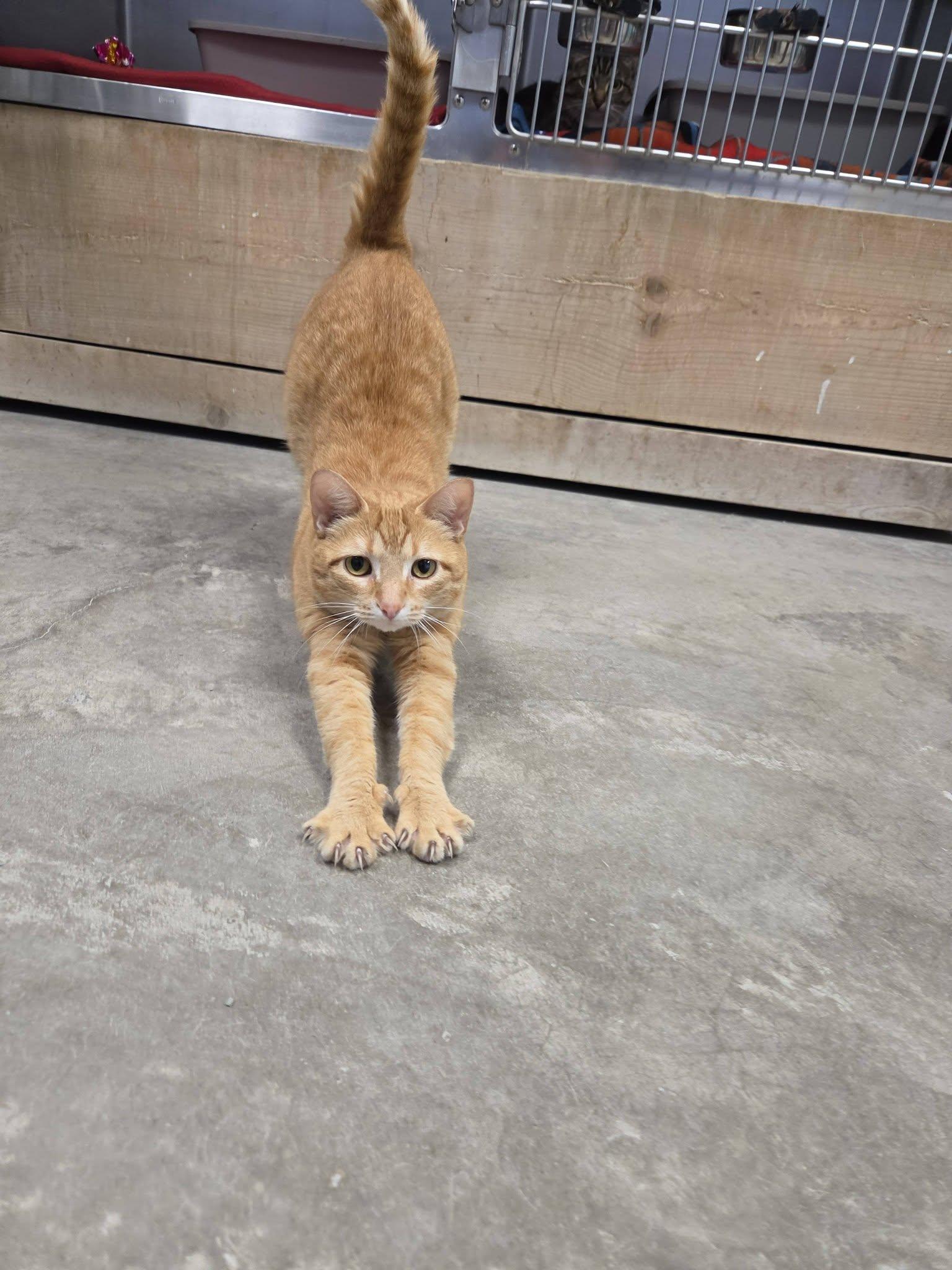 Nahla, an adopted Domestic Short Hair in Chilton, WI image 2/6