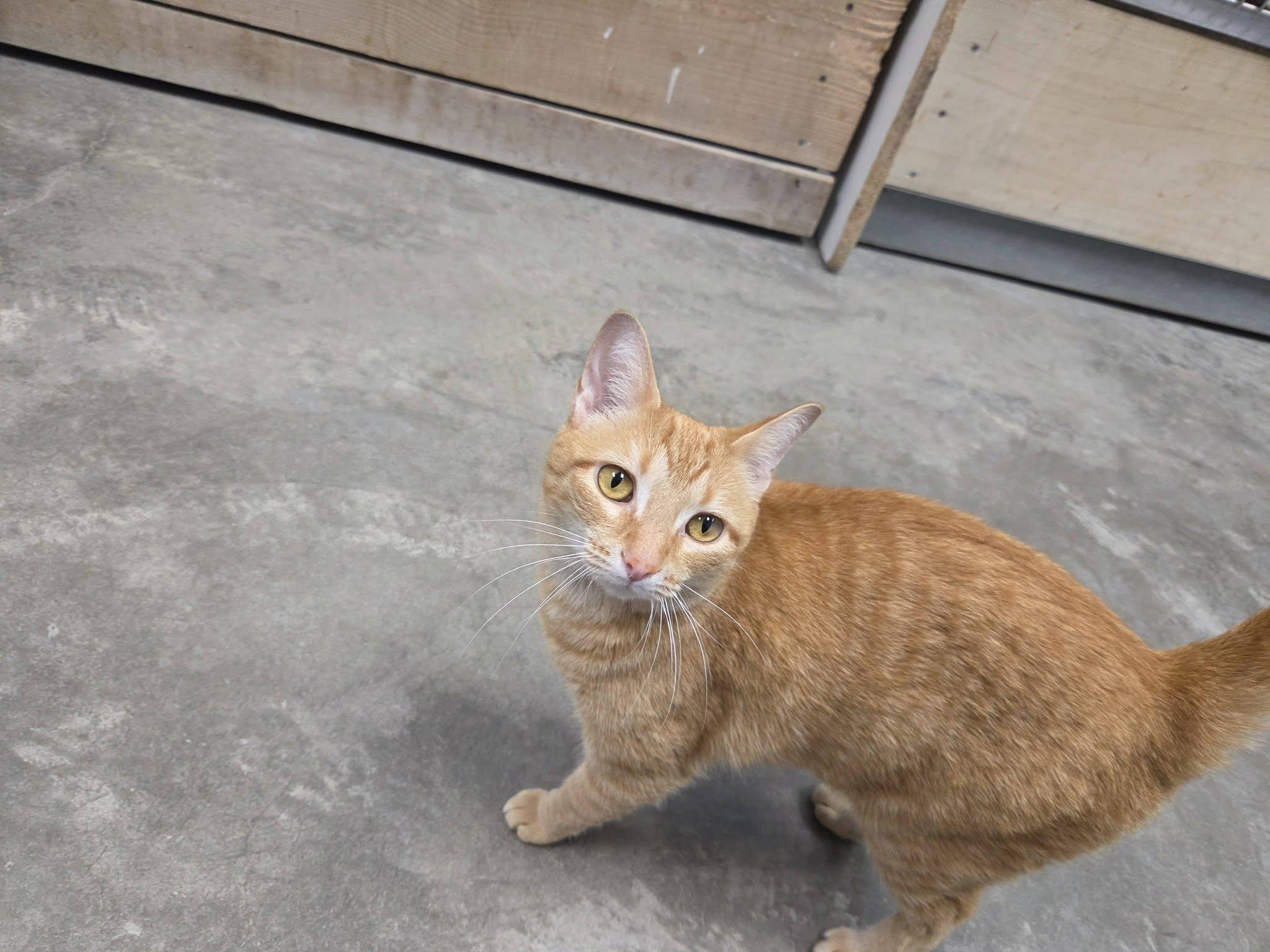Nahla, an adopted Domestic Short Hair in Chilton, WI image 4/6