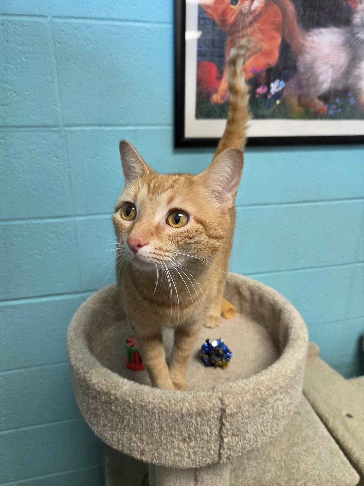 Nahla, an adopted Domestic Short Hair in Chilton, WI image 6/6