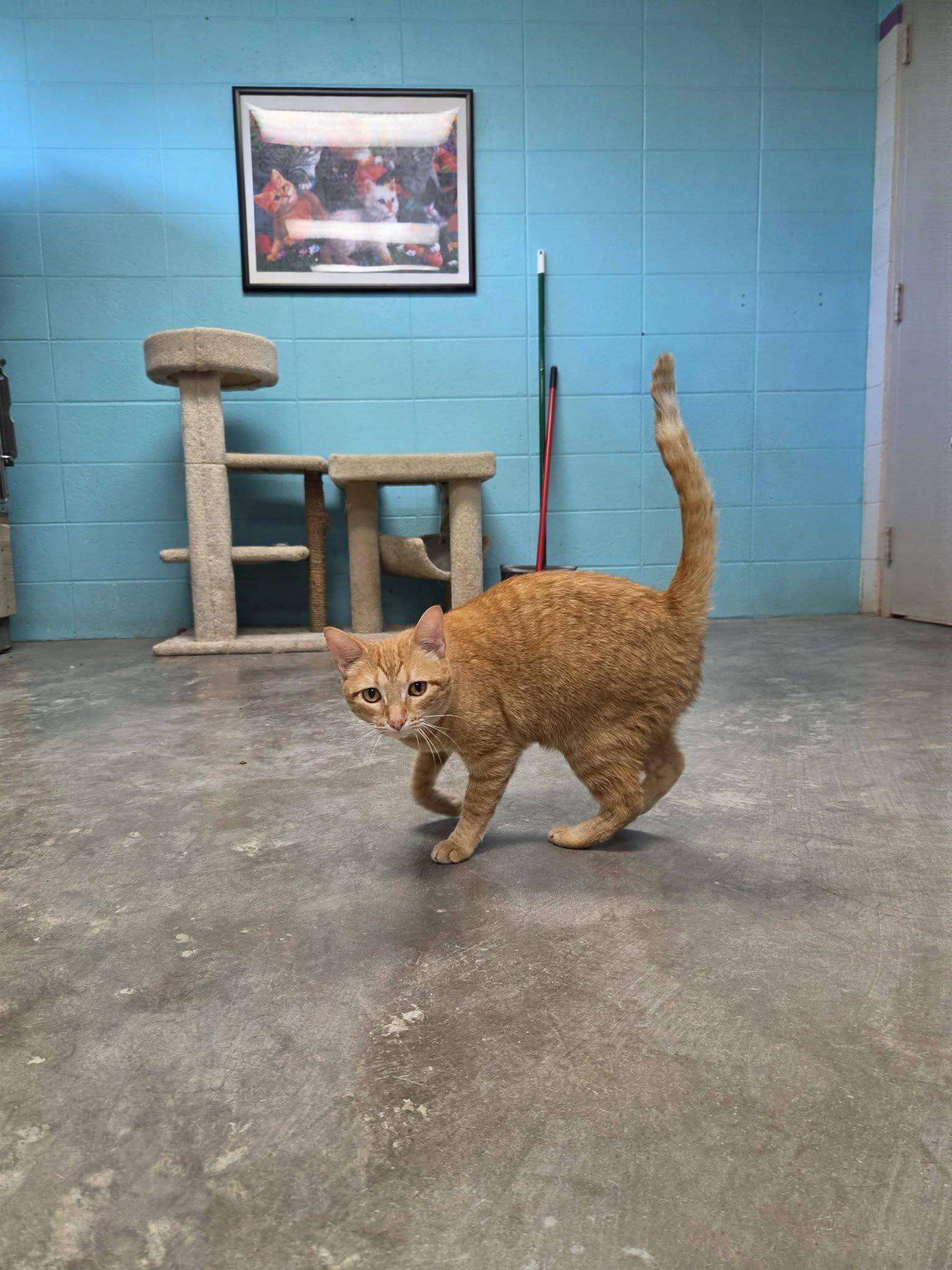 Nahla, an adopted Domestic Short Hair in Chilton, WI image 3/6