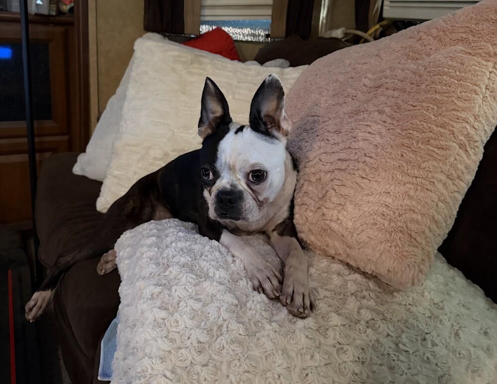 Enlarge Dixie, a Adoptable mixed breed in Richardson, TX image 5/6