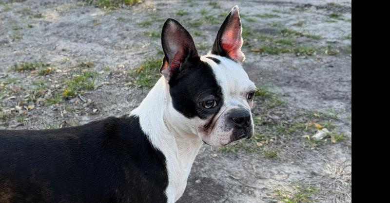 Enlarge Dixie, a Adoptable mixed breed in Richardson, TX image 6/6