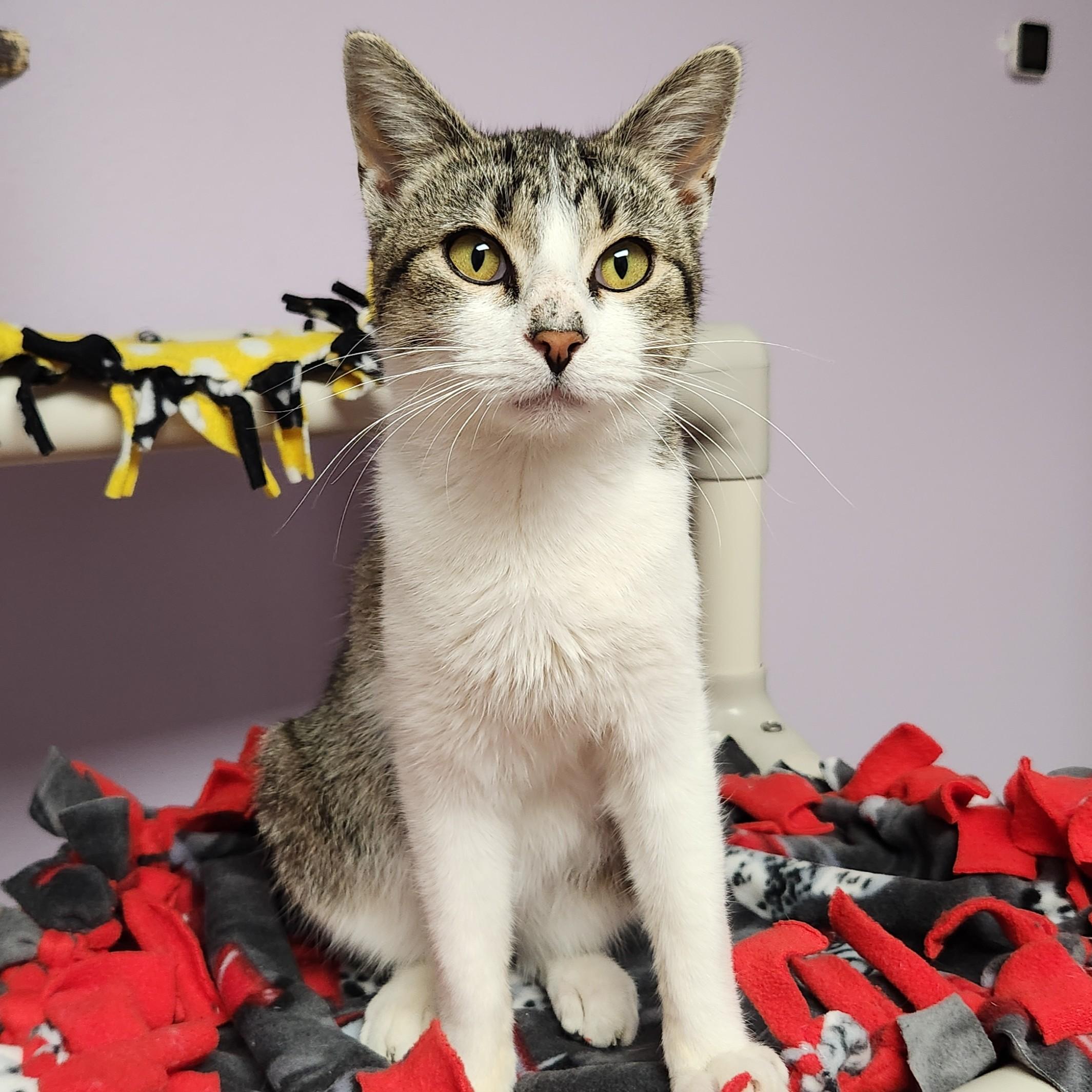 Enlarge Antoine, a Adoptable Domestic Short Hair in Marshfield, WI image 5/6