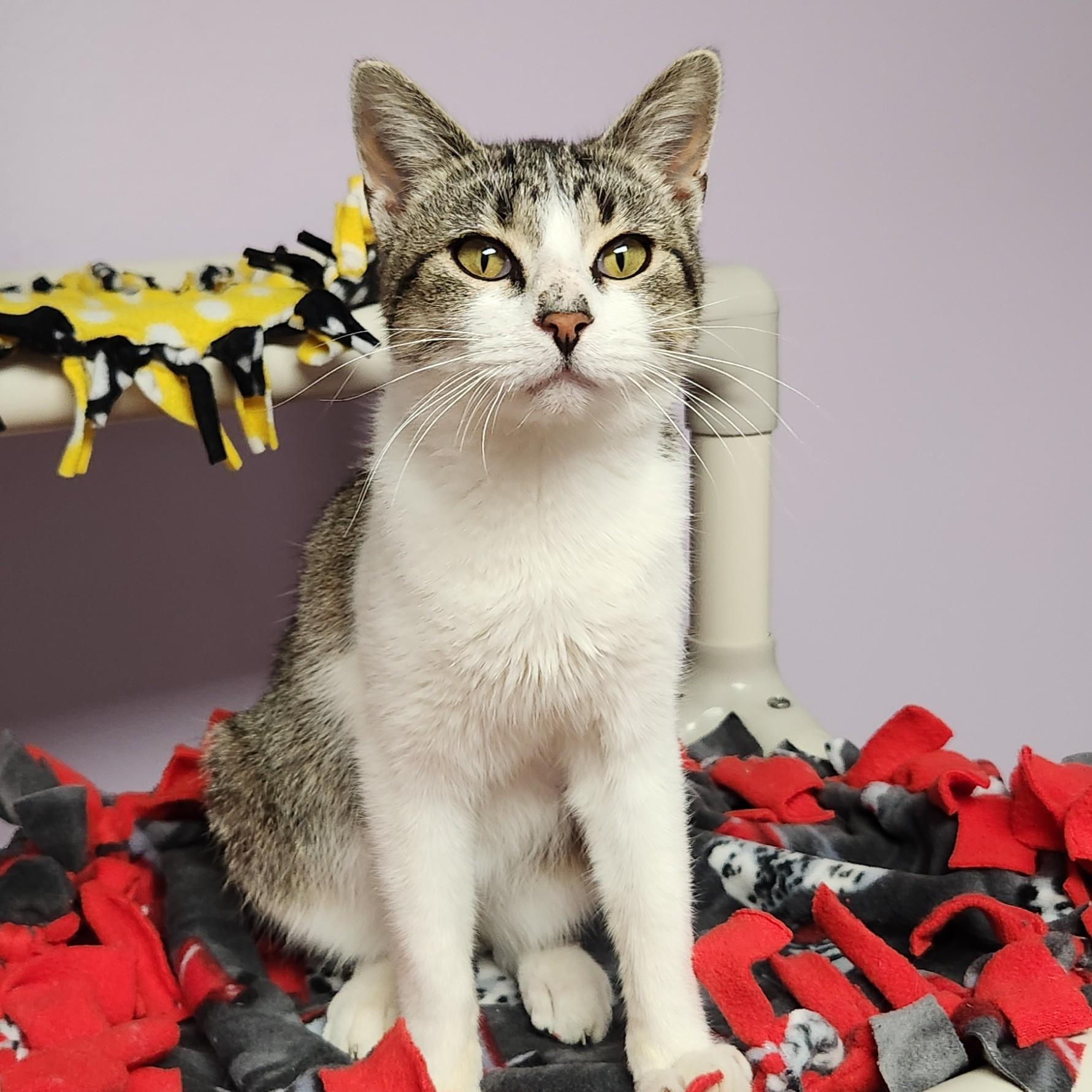 Enlarge Antoine, a Adoptable Domestic Short Hair in Marshfield, WI image 3/6