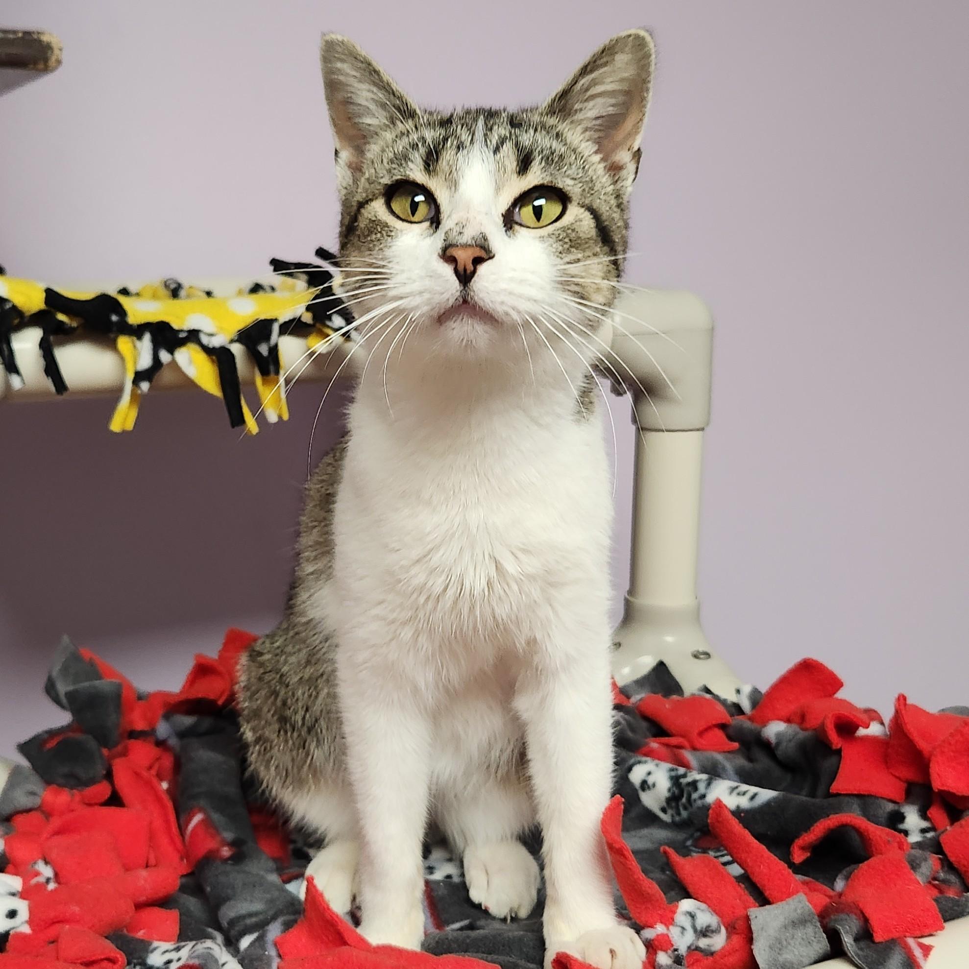 Antoine, Adoptable, Young Male Domestic Short Hair.