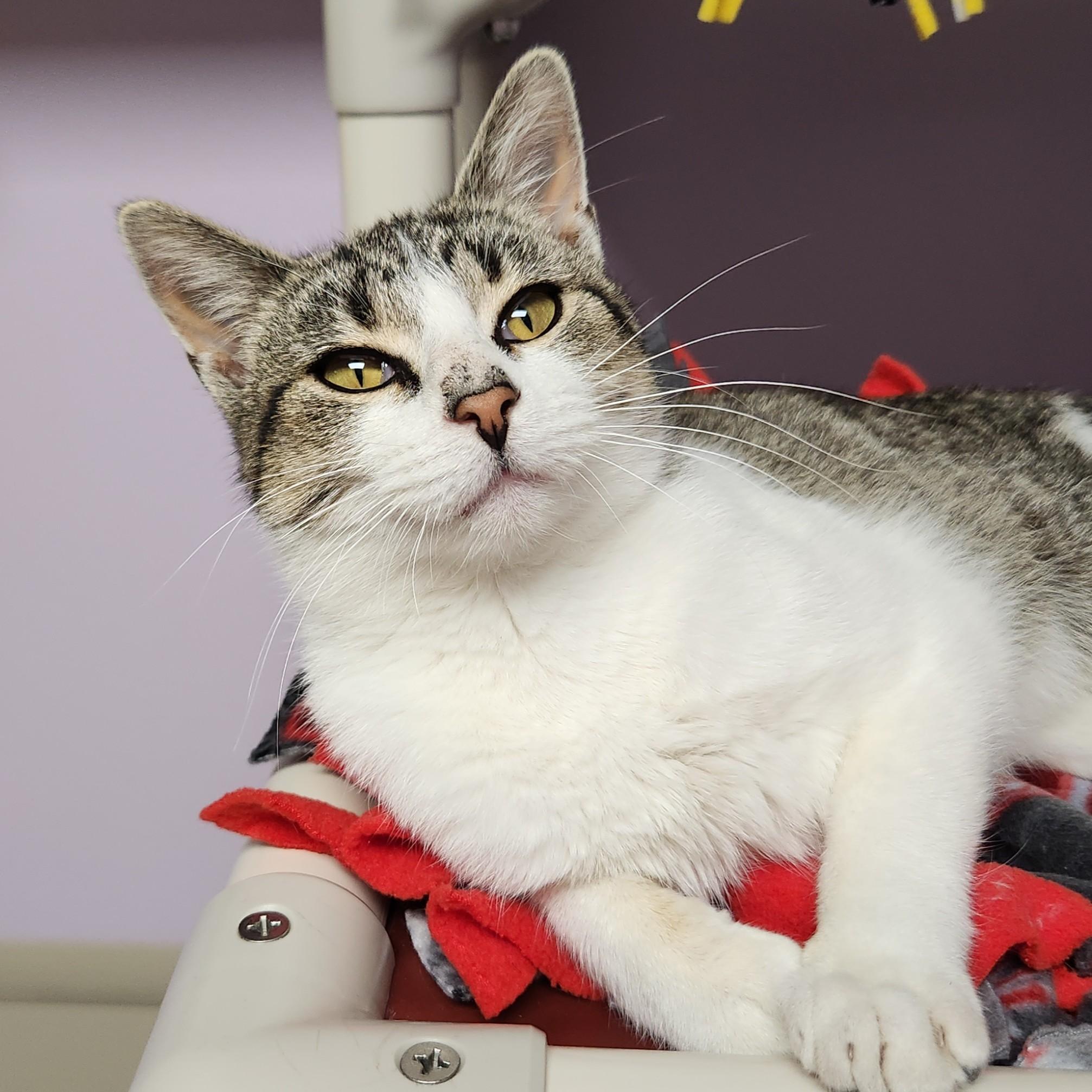 Enlarge Antoine, a Adoptable Domestic Short Hair in Marshfield, WI image 4/6