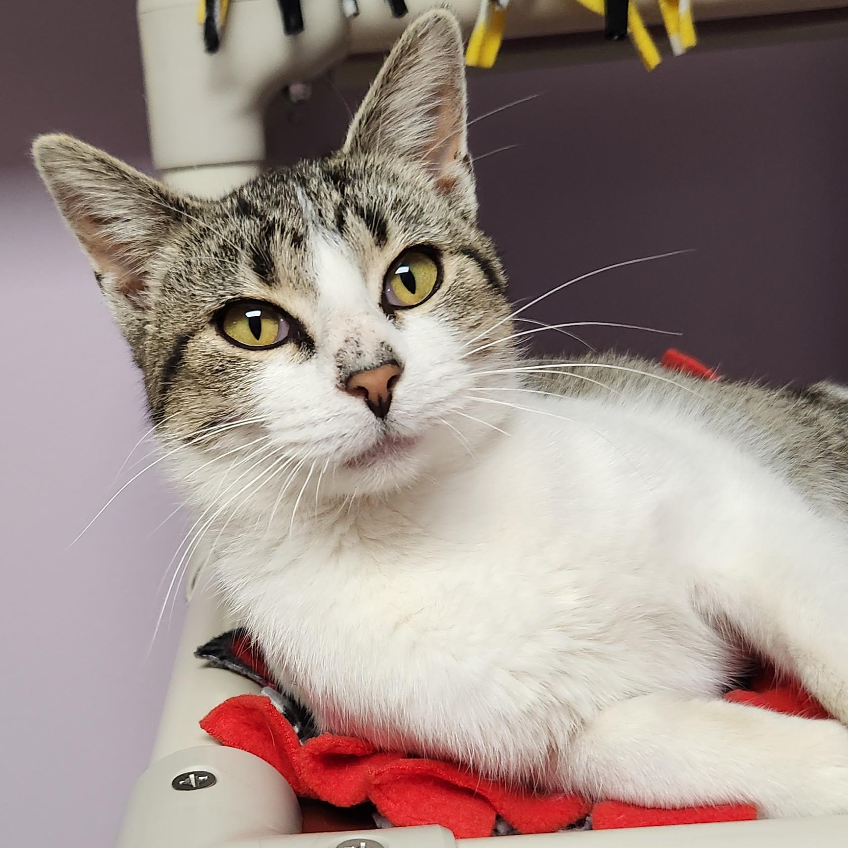 Enlarge Antoine, a Adoptable Domestic Short Hair in Marshfield, WI image 2/6