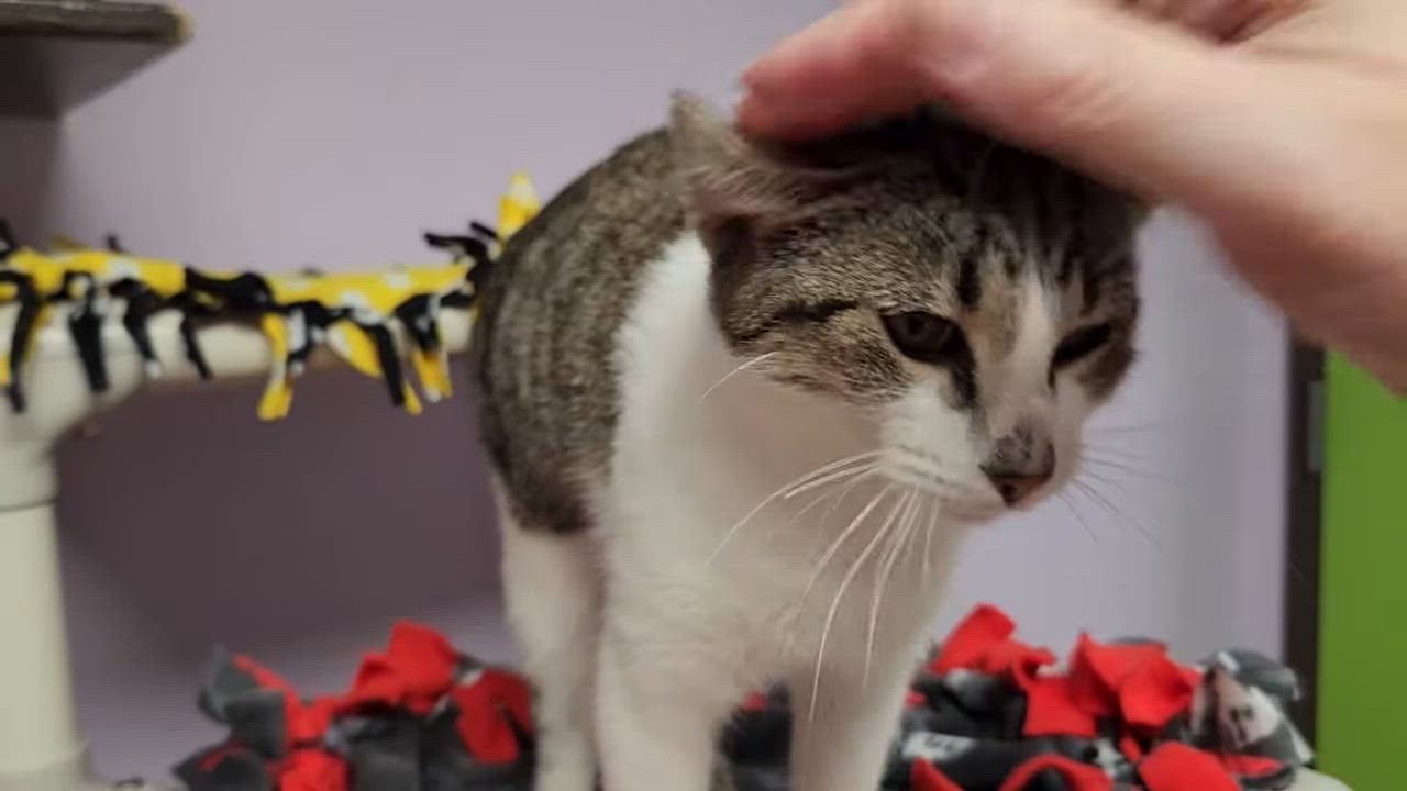 Enlarge Antoine, a Adoptable Domestic Short Hair in Marshfield, WI video 6/6