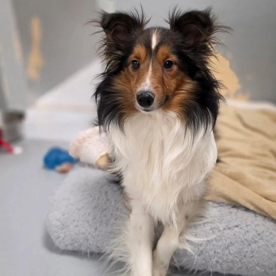 Enlarge Garrett adoption pending, a Adopted Shetland Sheepdog / Sheltie in Dublin, OH image 1/1