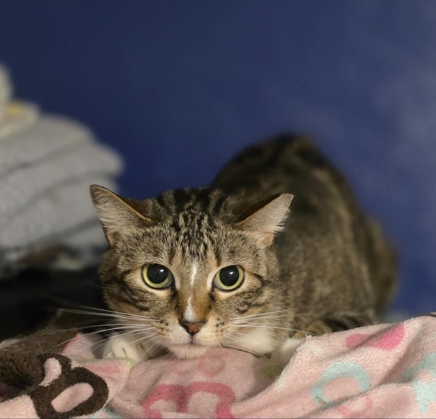 Sushi, Adoptable, Adult Female Domestic Short Hair.