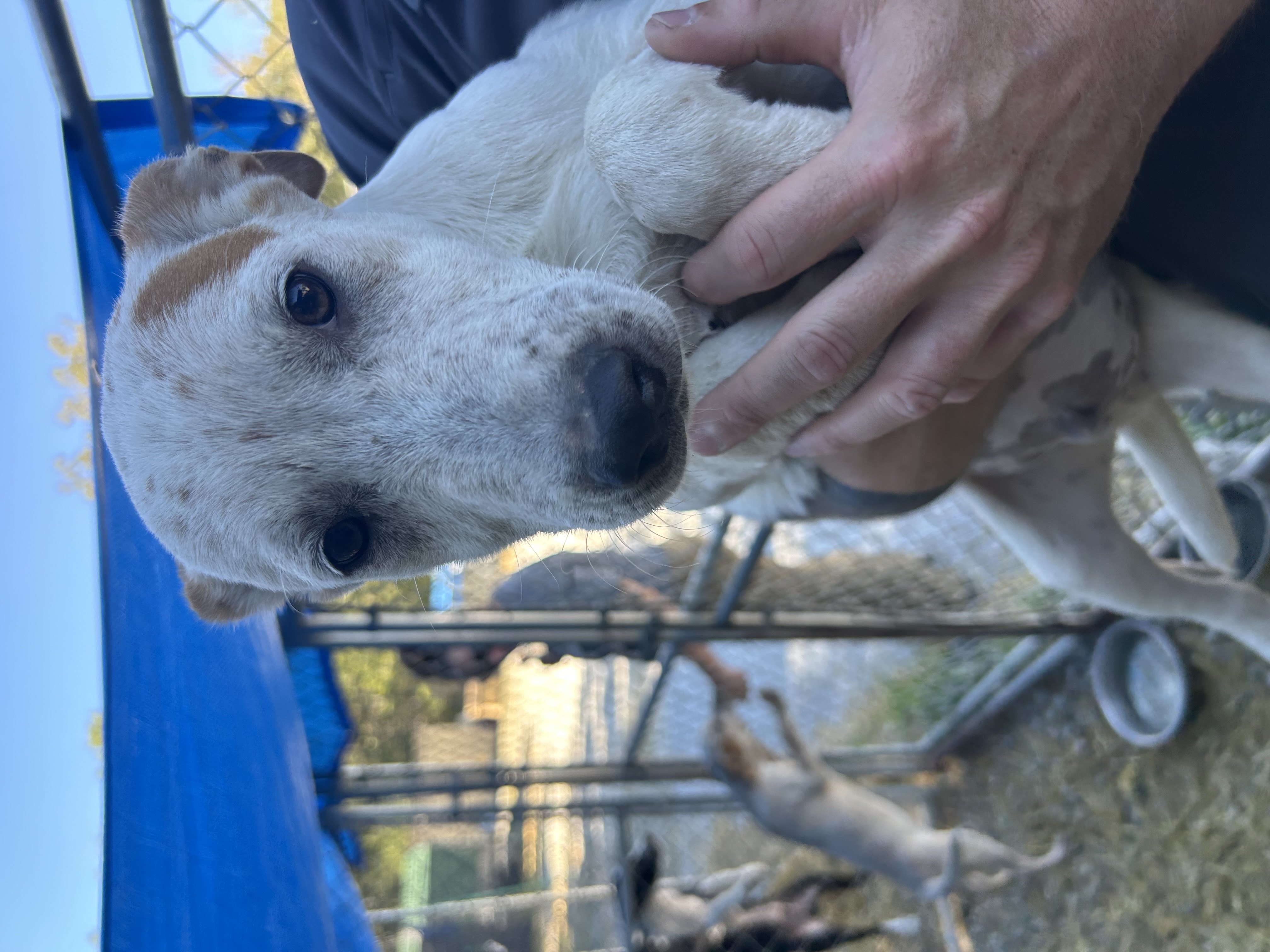 Dog for adoption Jimmy, a Cattle Dog Mix in Manchester, TN Petfinder