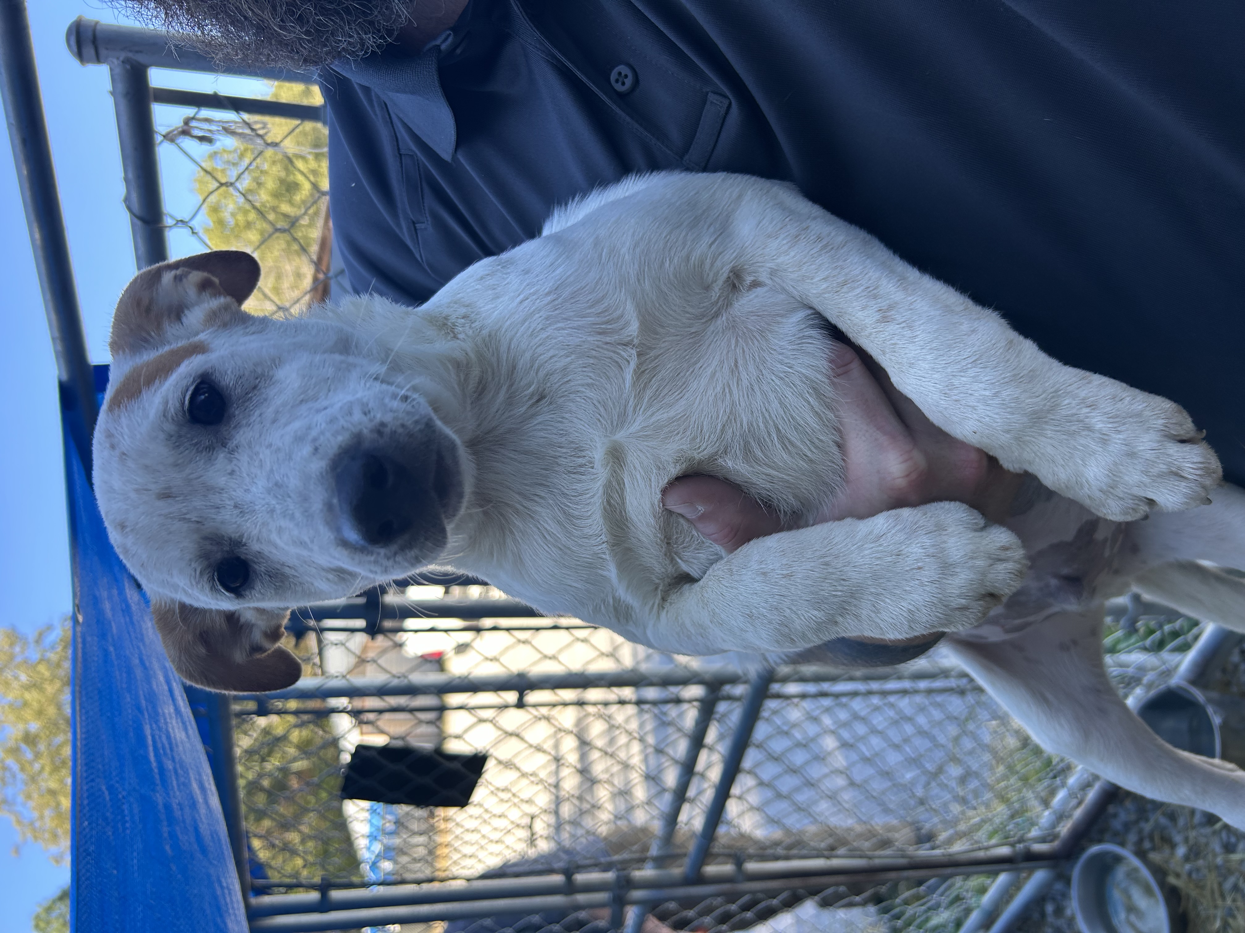 Dog for adoption Jimmy, a Cattle Dog Mix in Manchester, TN Petfinder