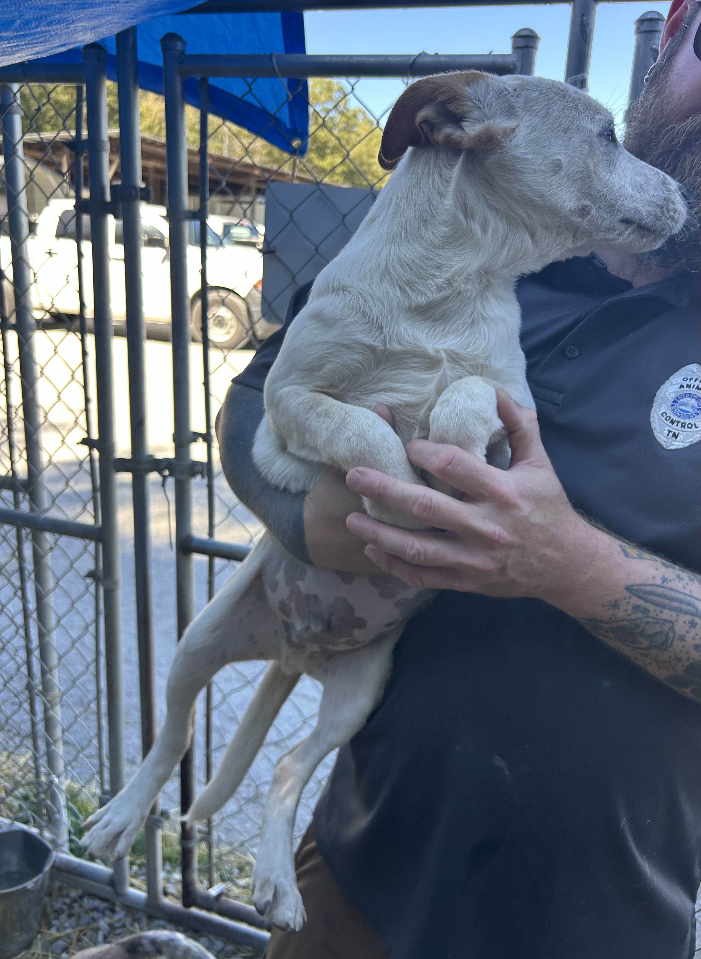 Dog for adoption Jimmy, a Cattle Dog Mix in Manchester, TN Petfinder