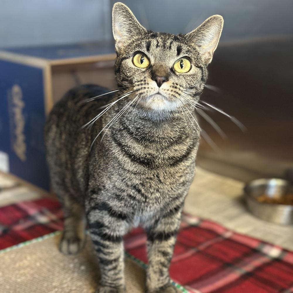 Pumpkin, a Adoptable mixed breed in Columbus, OH image 1/2