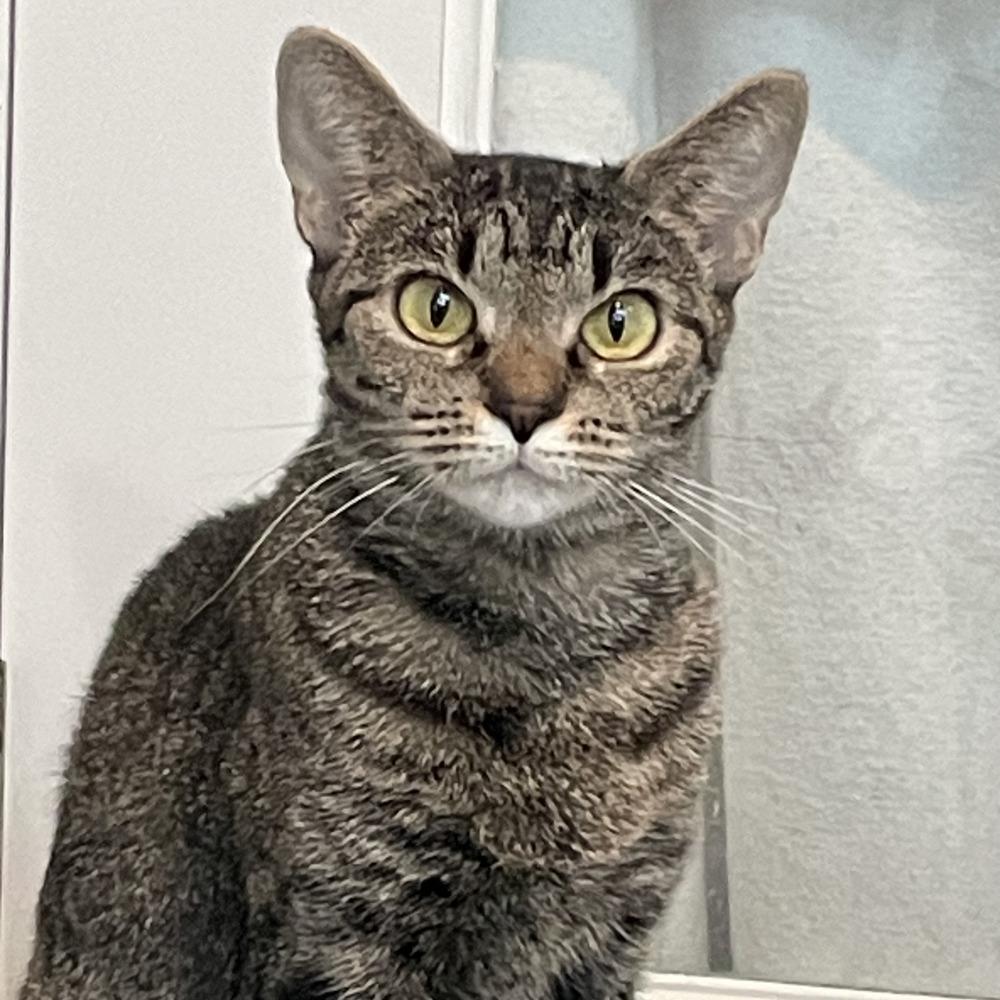 Enlarge Pumpkin, a Adoptable mixed breed in Columbus, OH image 1/1