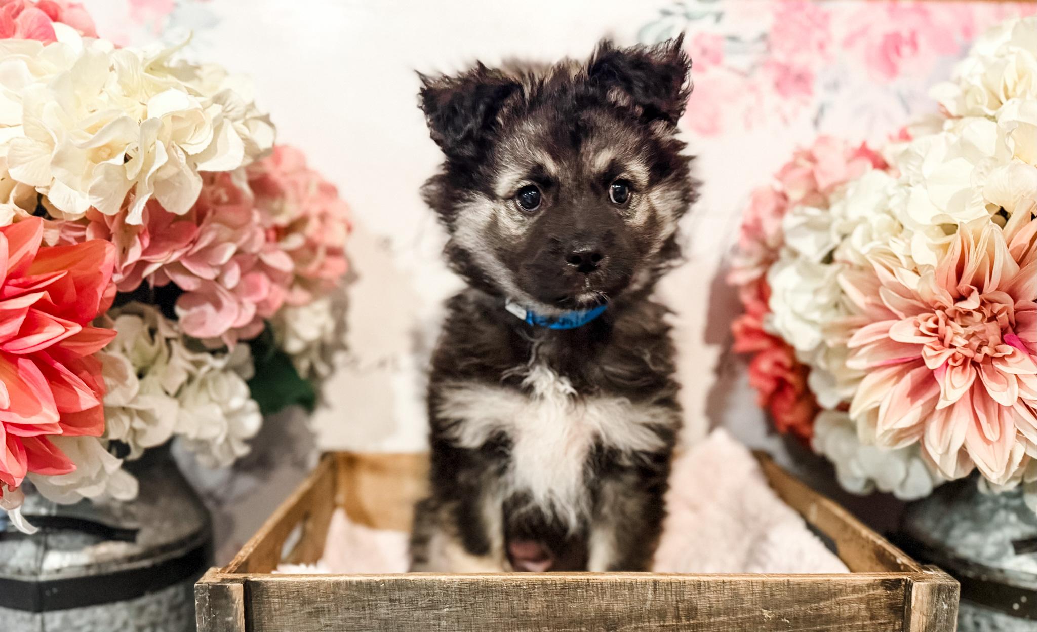 Tamlin , adopted, Puppy Male Australian Shepherd.