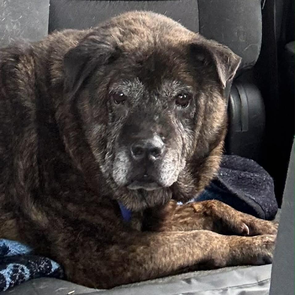 Enlarge Calliope, a Adoptable mixed breed in Spring Hill, KS image 1/6