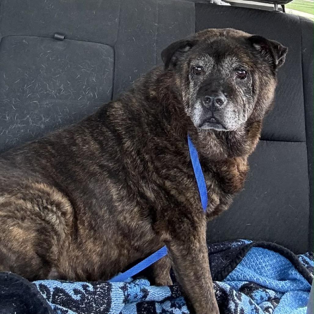 Enlarge Calliope, a Adoptable mixed breed in Spring Hill, KS image 2/6