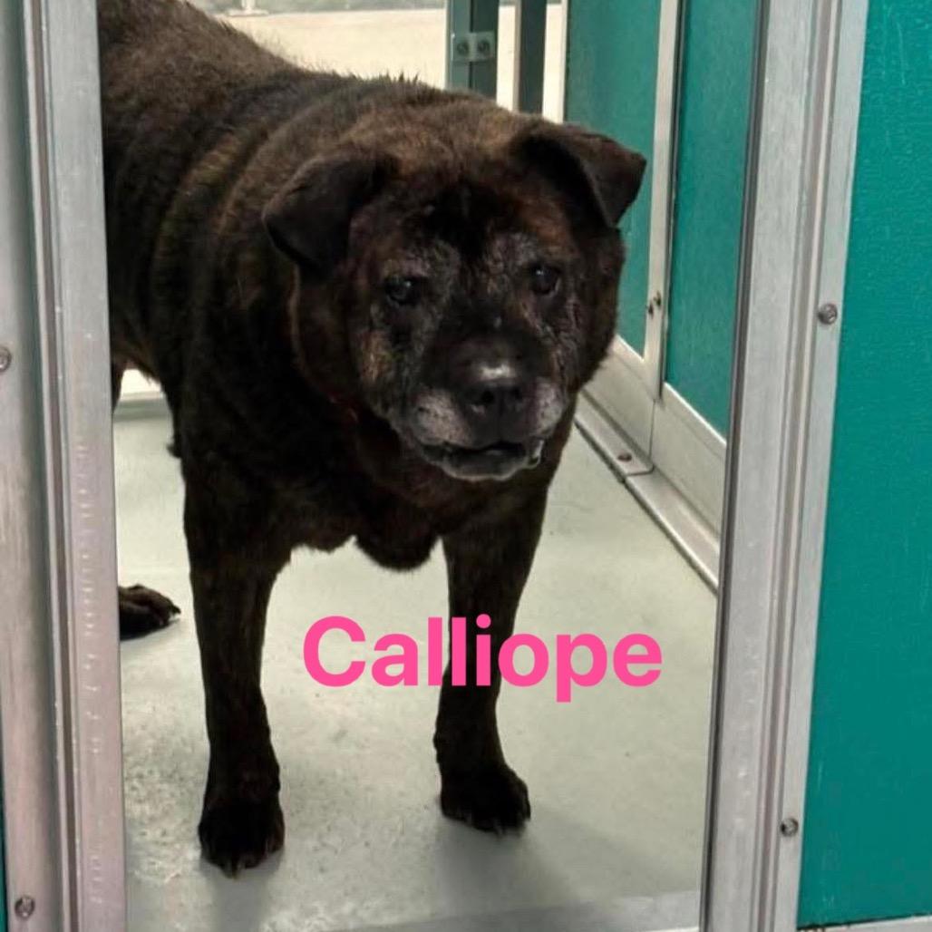 Enlarge Calliope, a Adoptable mixed breed in Spring Hill, KS image 3/6