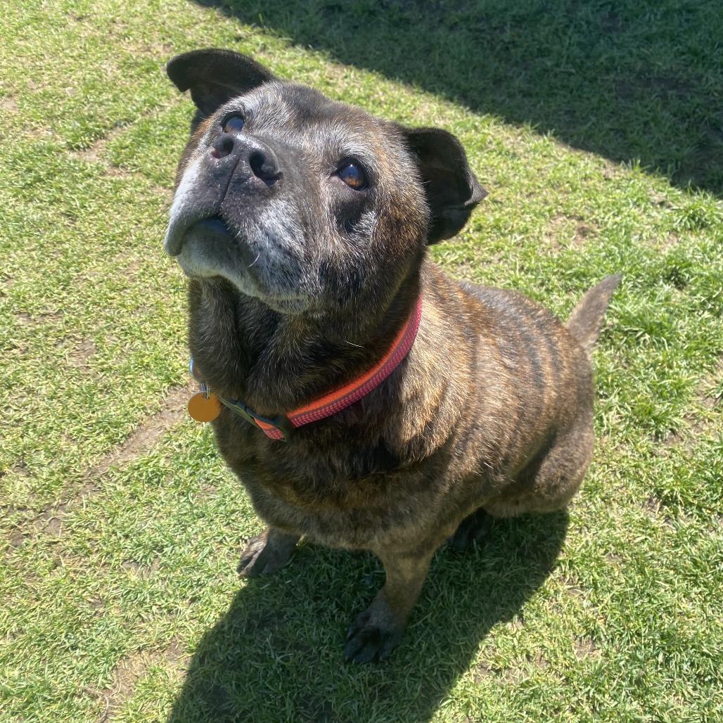 Enlarge Calliope, a Adoptable mixed breed in Spring Hill, KS image 4/6