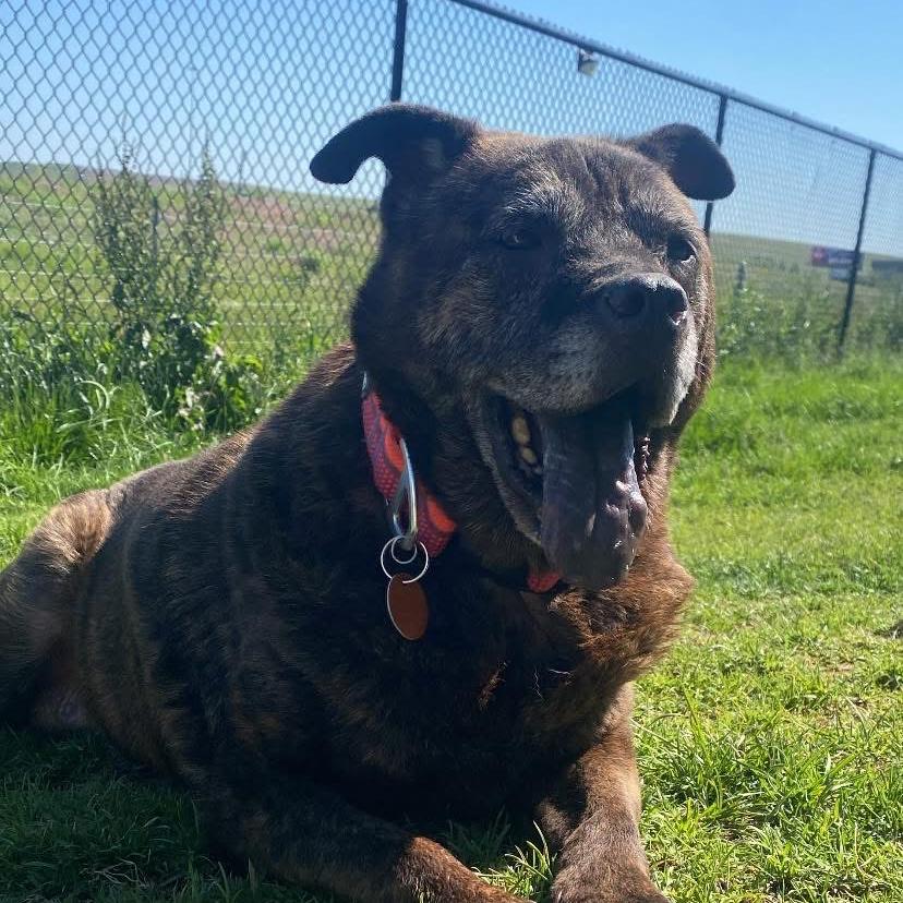 Enlarge Calliope, a Adoptable mixed breed in Spring Hill, KS image 5/6