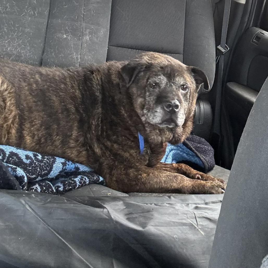 Enlarge Calliope, a Adoptable mixed breed in Spring Hill, KS image 6/6