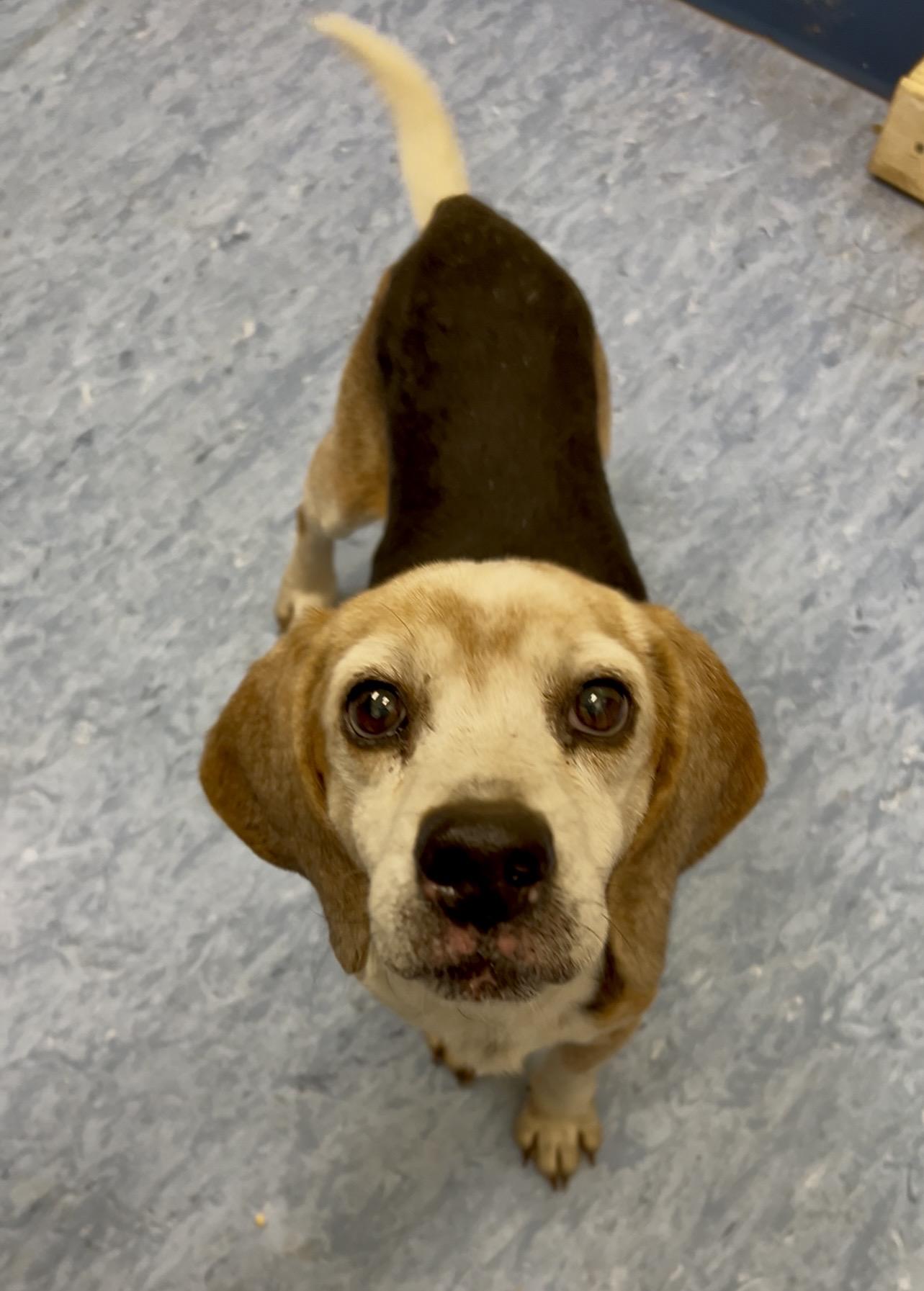 Enlarge Oscar, an adopted Mixed Breed in Charleston, SC image 1/1