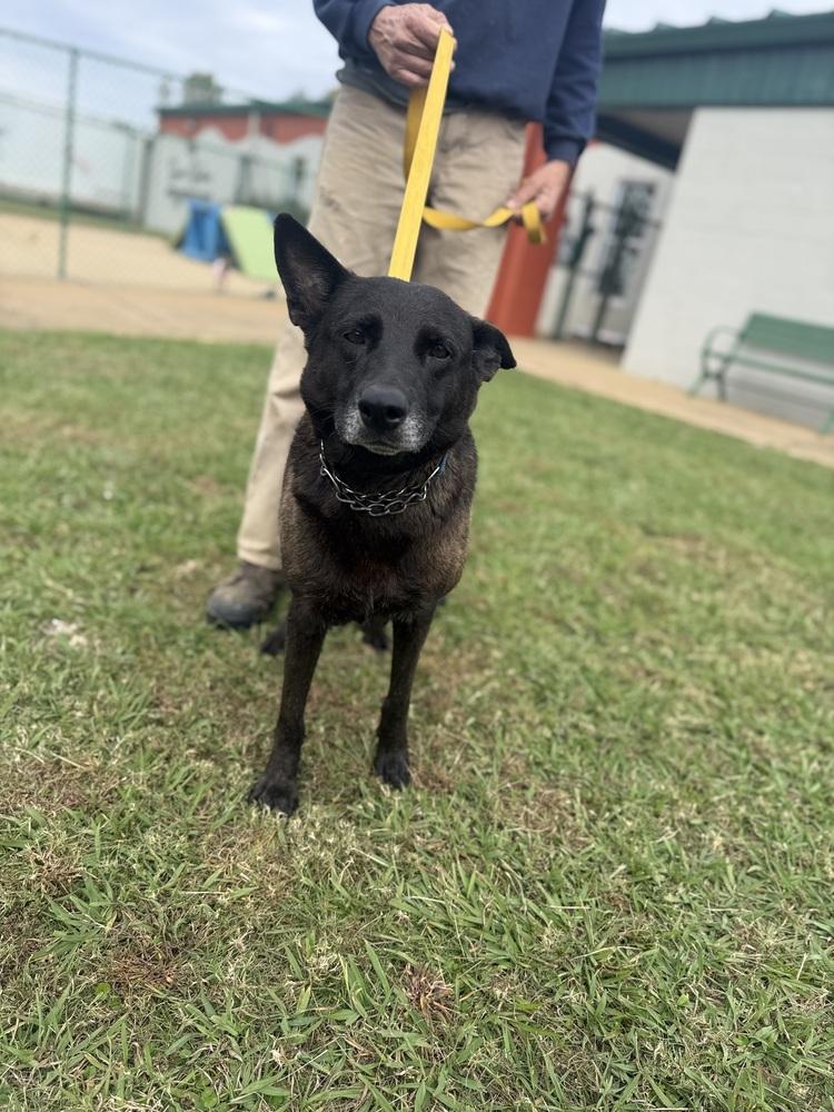 Morticia 25D-328, Adoptable, Adult Female Shepherd.