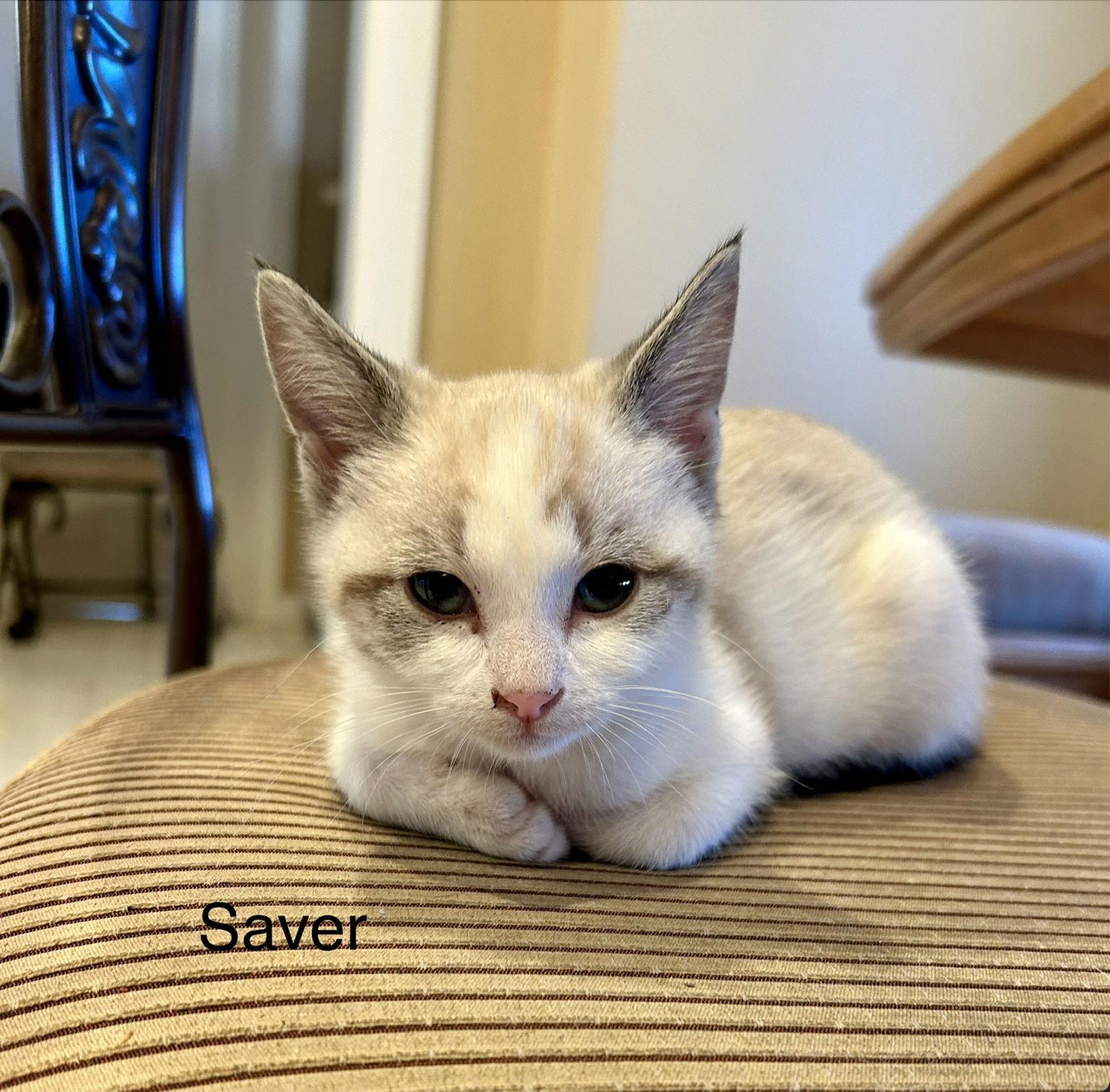 Saver, Adopted, Kitten Female Domestic Short Hair.