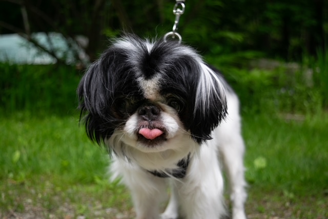 -Yoshi in Maine (bonded to Lexi), Adoptable, Senior Male Japanese Chin.