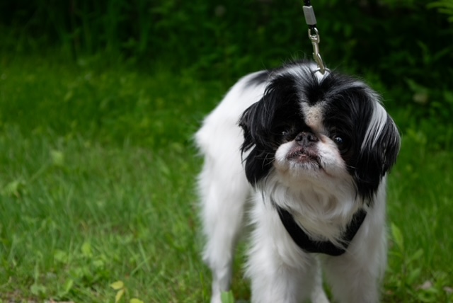 -Yoshi in Maine (bonded to Lexi) — thumbnail 2