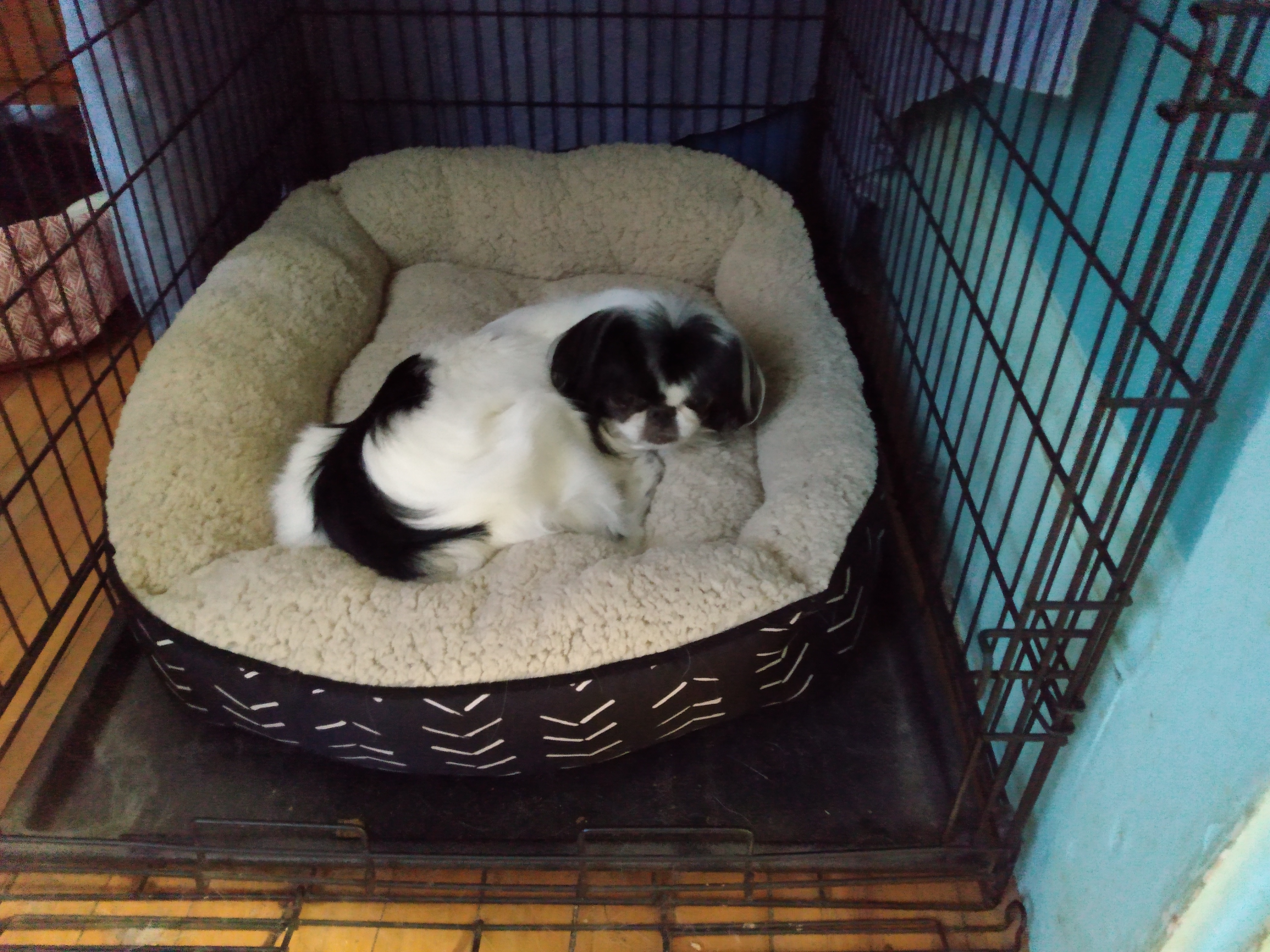 -Yoshi in Maine (bonded to Lexi) — thumbnail 3