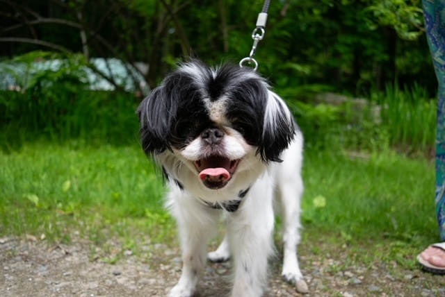 -Yoshi in Maine (bonded to Lexi), a Adoptable Japanese Chin in Augusta, ME image 3/6