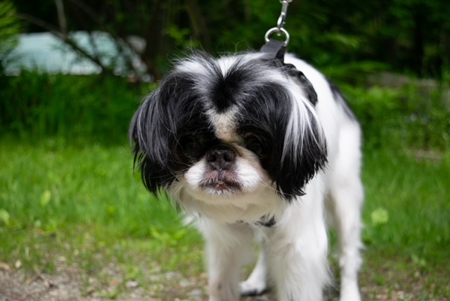 -Yoshi in Maine (bonded to Lexi), a Adoptable Japanese Chin in Augusta, ME image 5/6