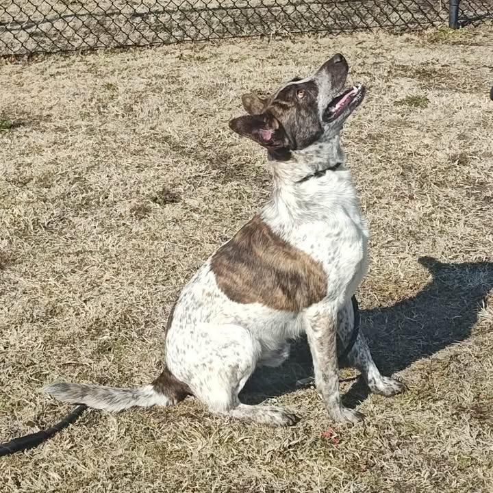 Blitzen, Adopted, Adult Male Australian Cattle Dog / Blue Heeler.