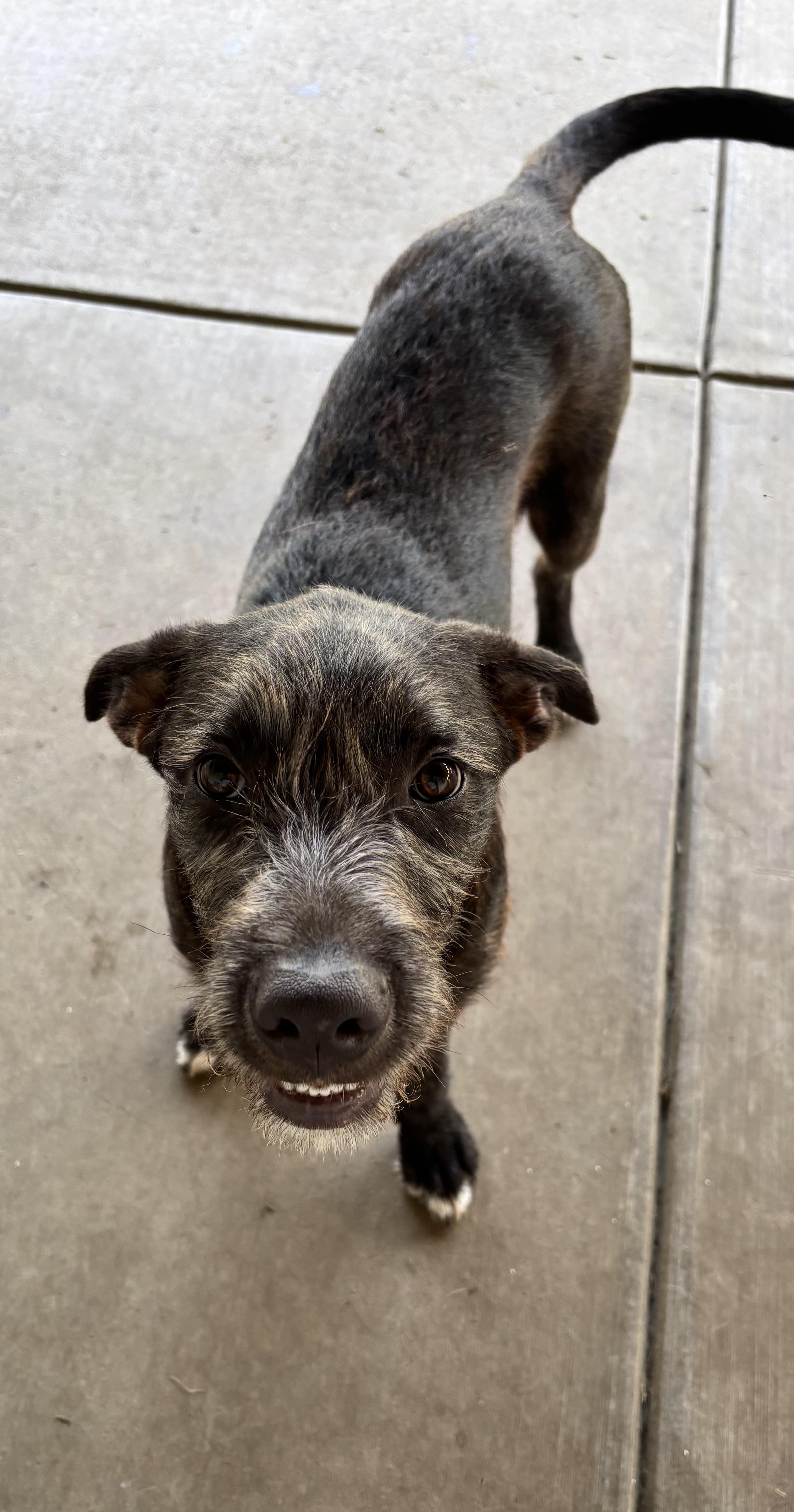 Enlarge Maui, a ADOPTABLE Mixed Breed in Louisville, KY image 3/3