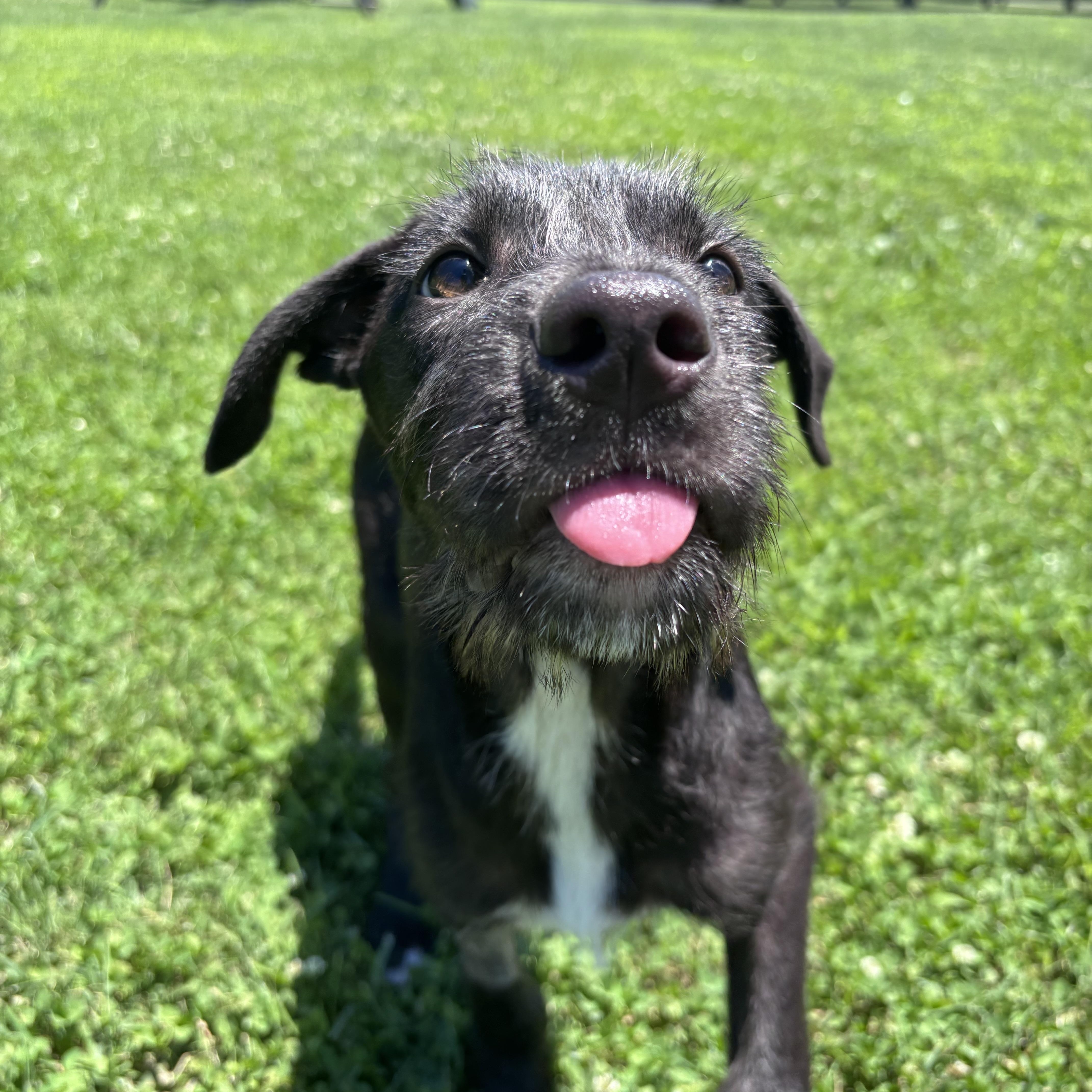 Maui, a ADOPTABLE Mixed Breed in Louisville, KY image 3/3
